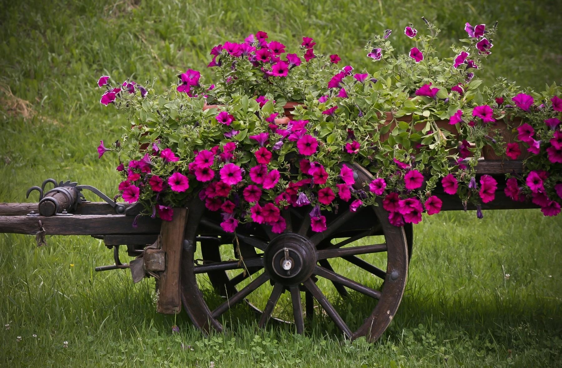 flowers, grass, handsomely, it's beautiful, pots, plant pot, cart, petunia