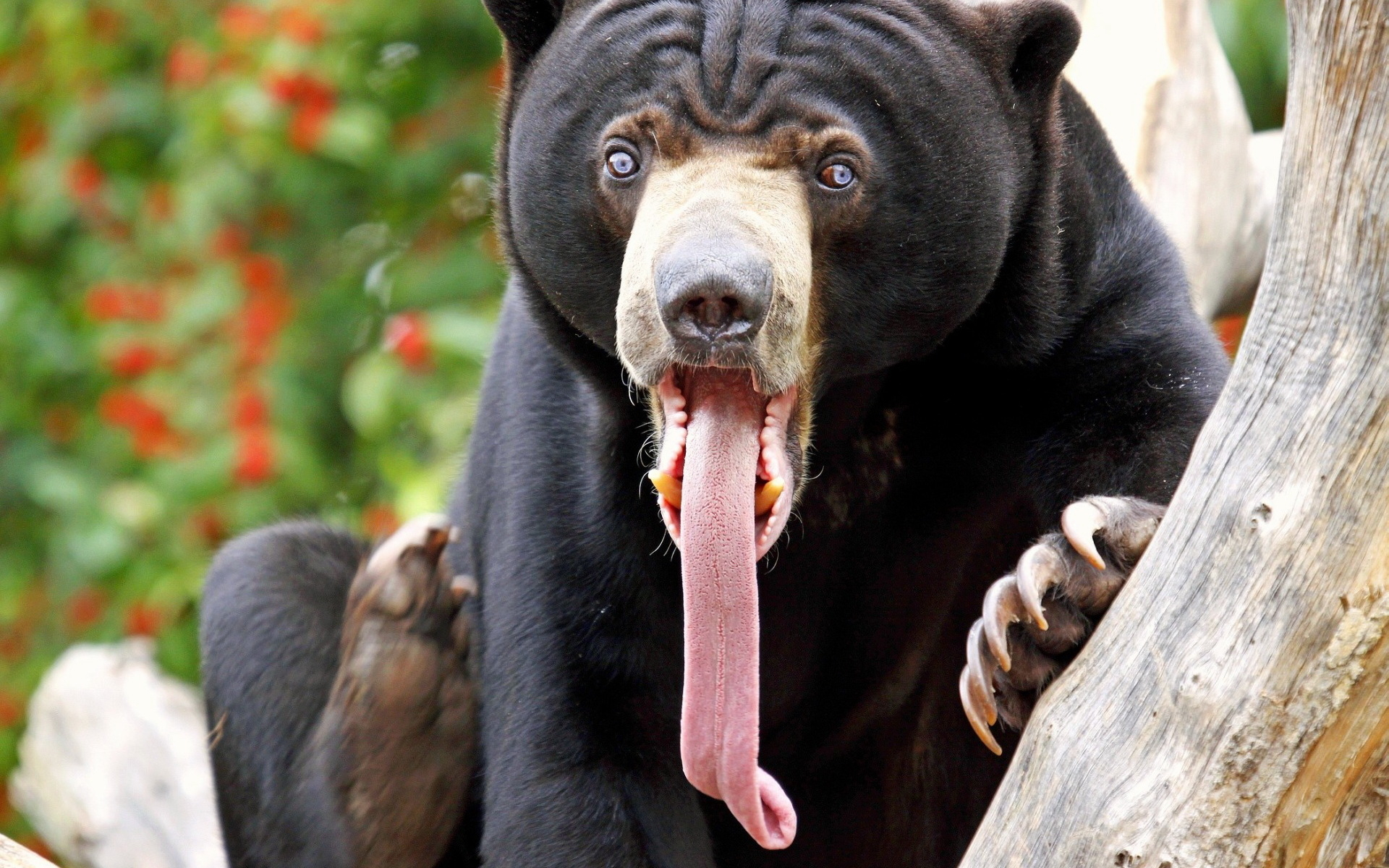 Медведь с длинным языком