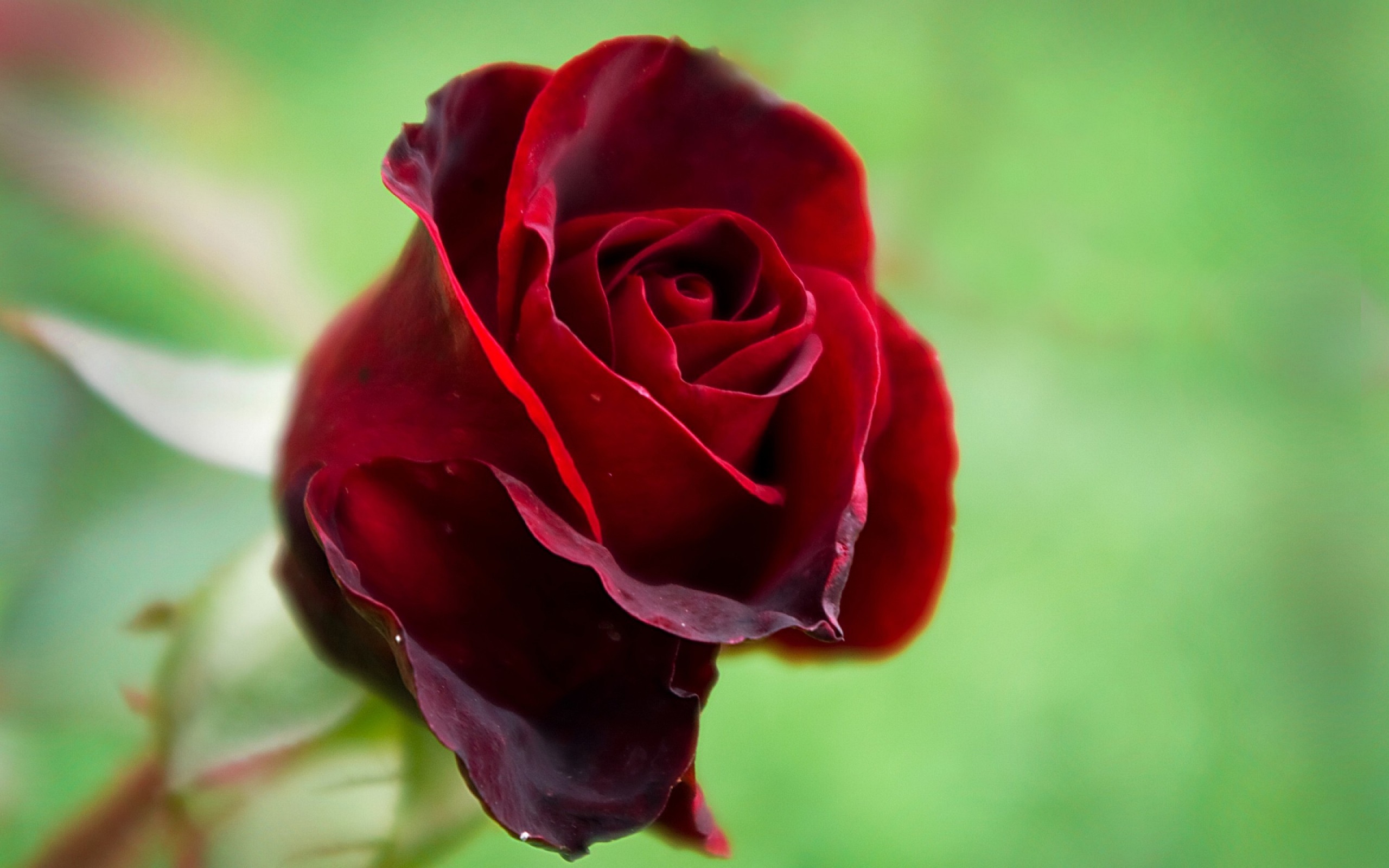 Роза бордовая бокаловидная