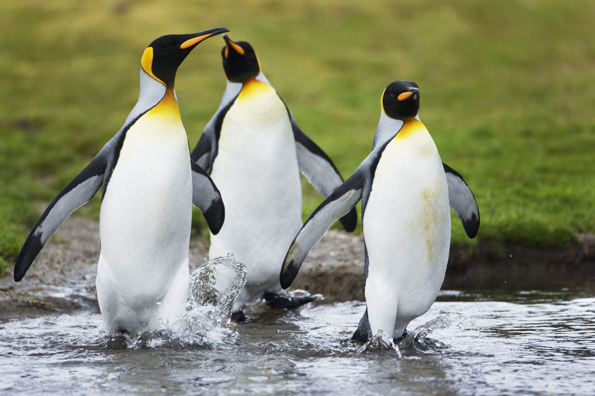 Тропические пингвины