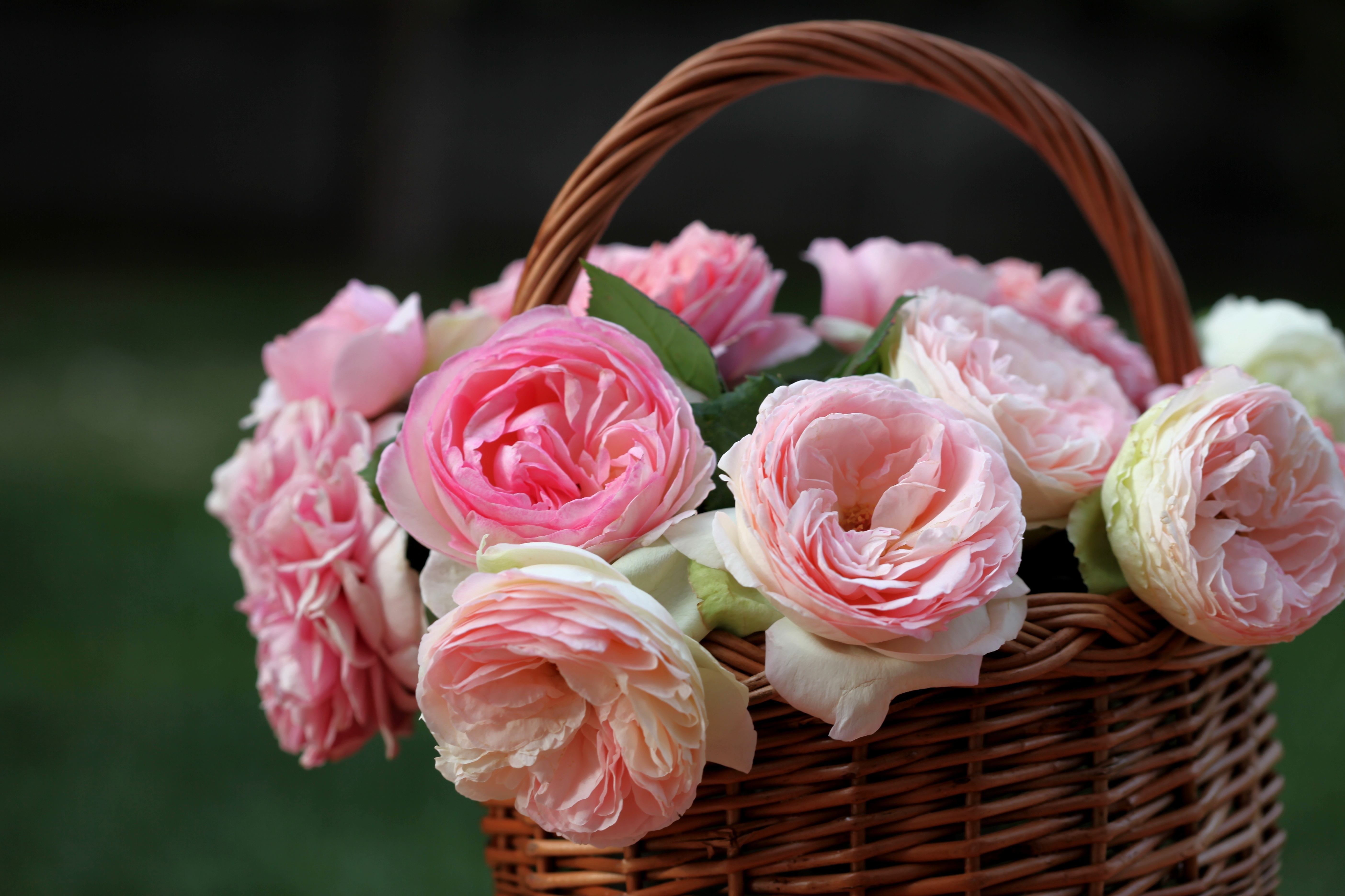 540785画像をダウンロードピンクのバラ, マンメイド, 花, バスケット, ピンクの花, 薔薇, 静物-壁紙とスクリーンセーバーを無料で