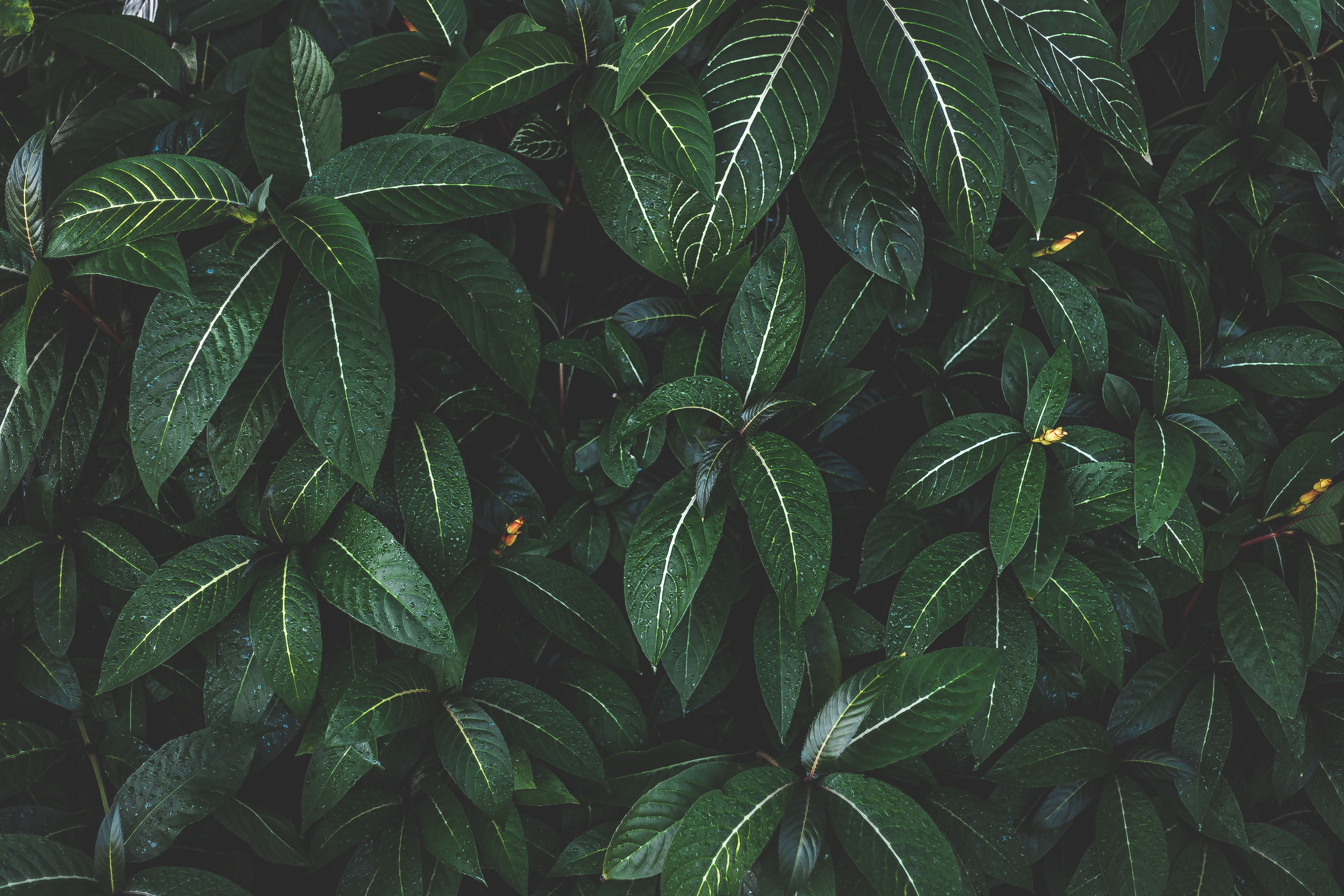 Download mobile wallpaper Bush, Striped, Plant, Leaves, Nature for free.
