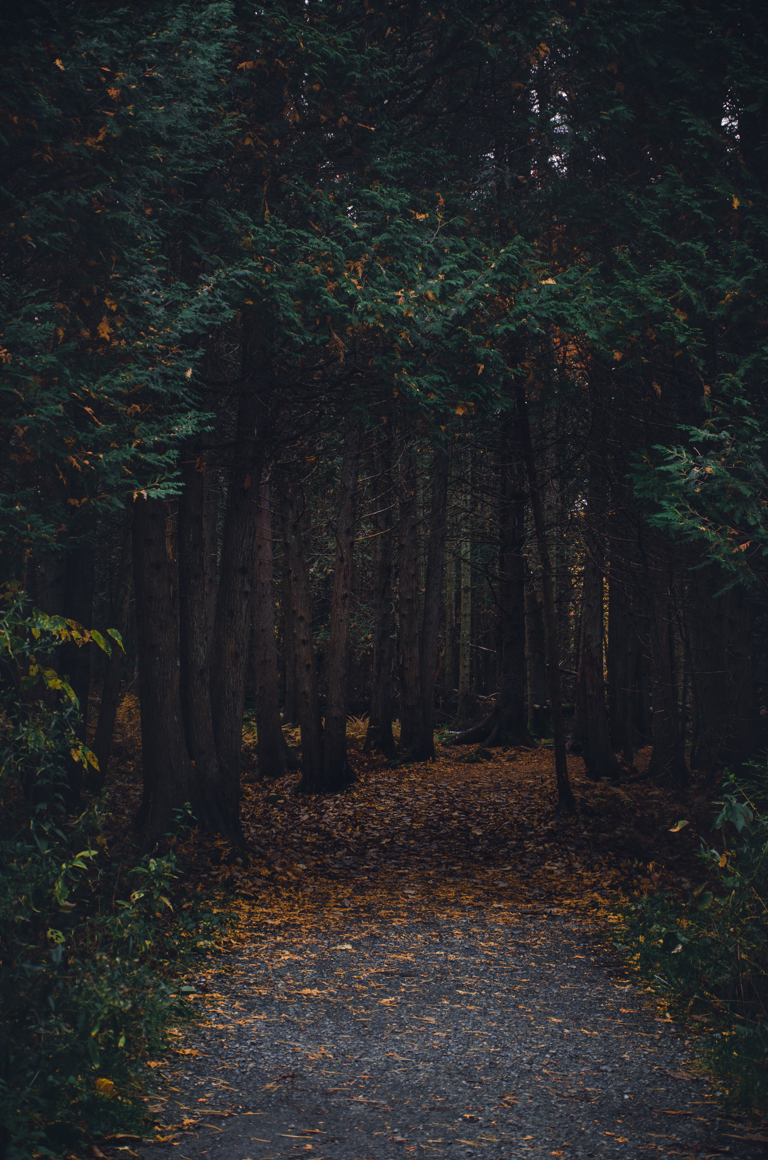forest, autumn, nature, trees, path, stroll for android