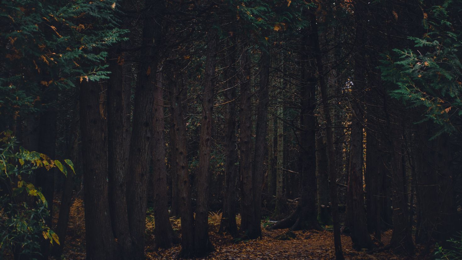 Out of a forest. Дадлитаун темный лес. Дарк Форест густой лес. Эстетика леса ночью. Темный еловый лес.