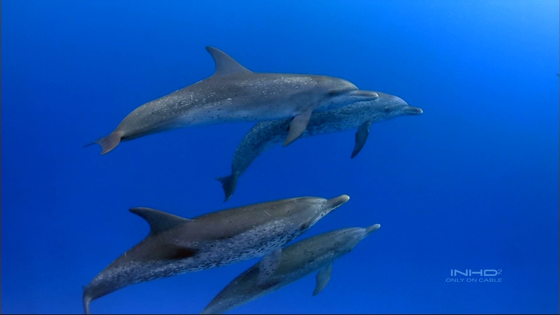 1417 télécharger le fond d'écran dauphins, poissons, animaux, mer, bleu - économiseurs d'écran et images gratuitement