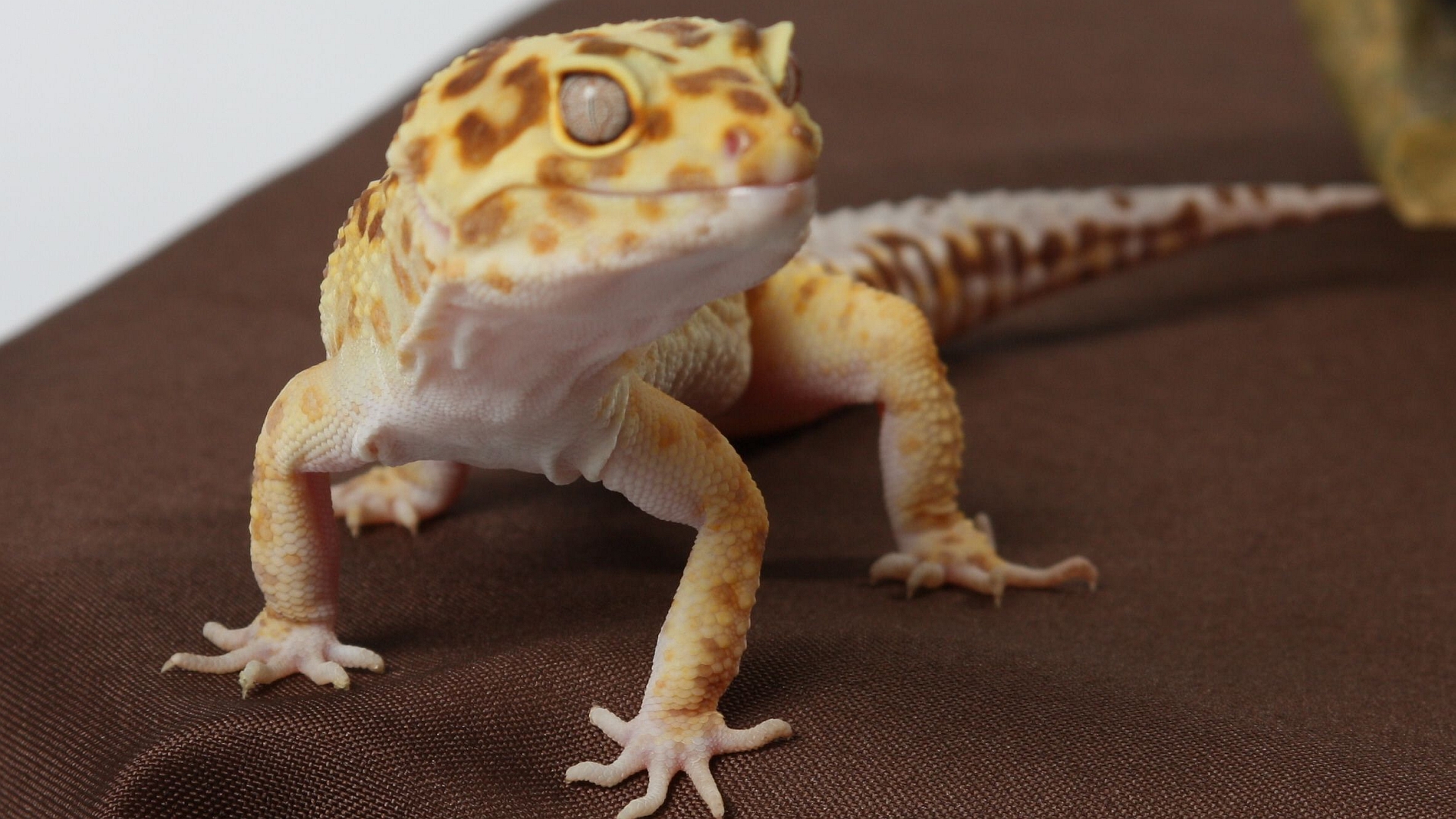 animal, gecko, lizard, reptiles HD wallpaper