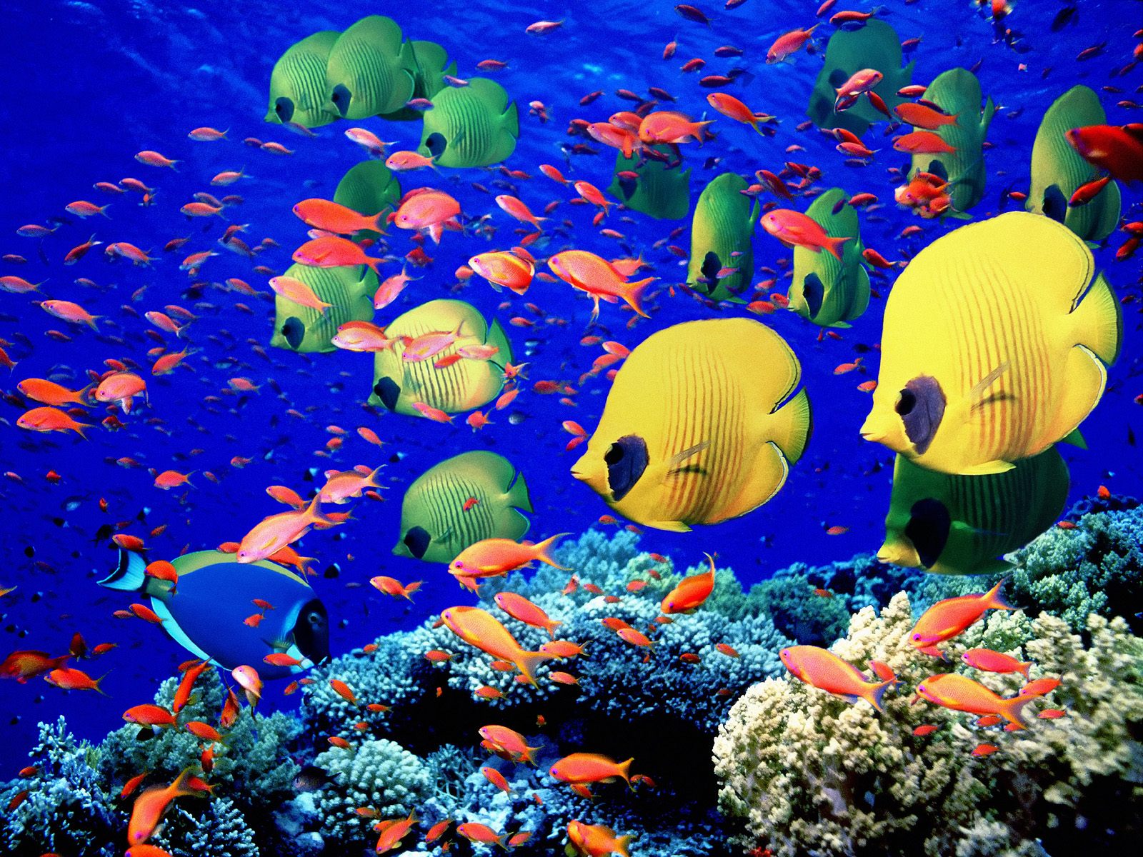 178375 télécharger le fond d'écran corail, poisson, animaux, poisson papillon, des poissons - économiseurs d'écran et images gratuitement