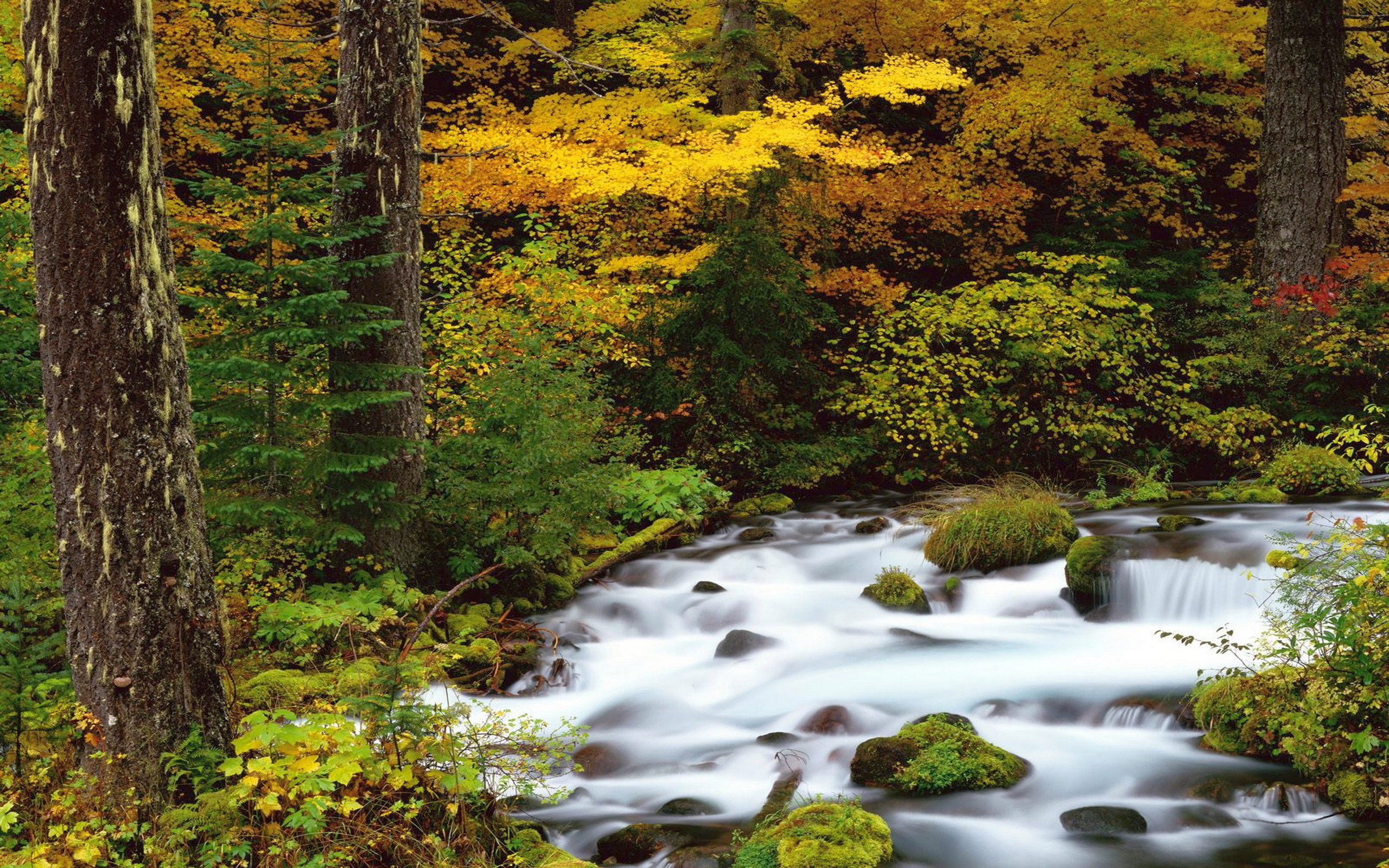 Штат Орегон лес
