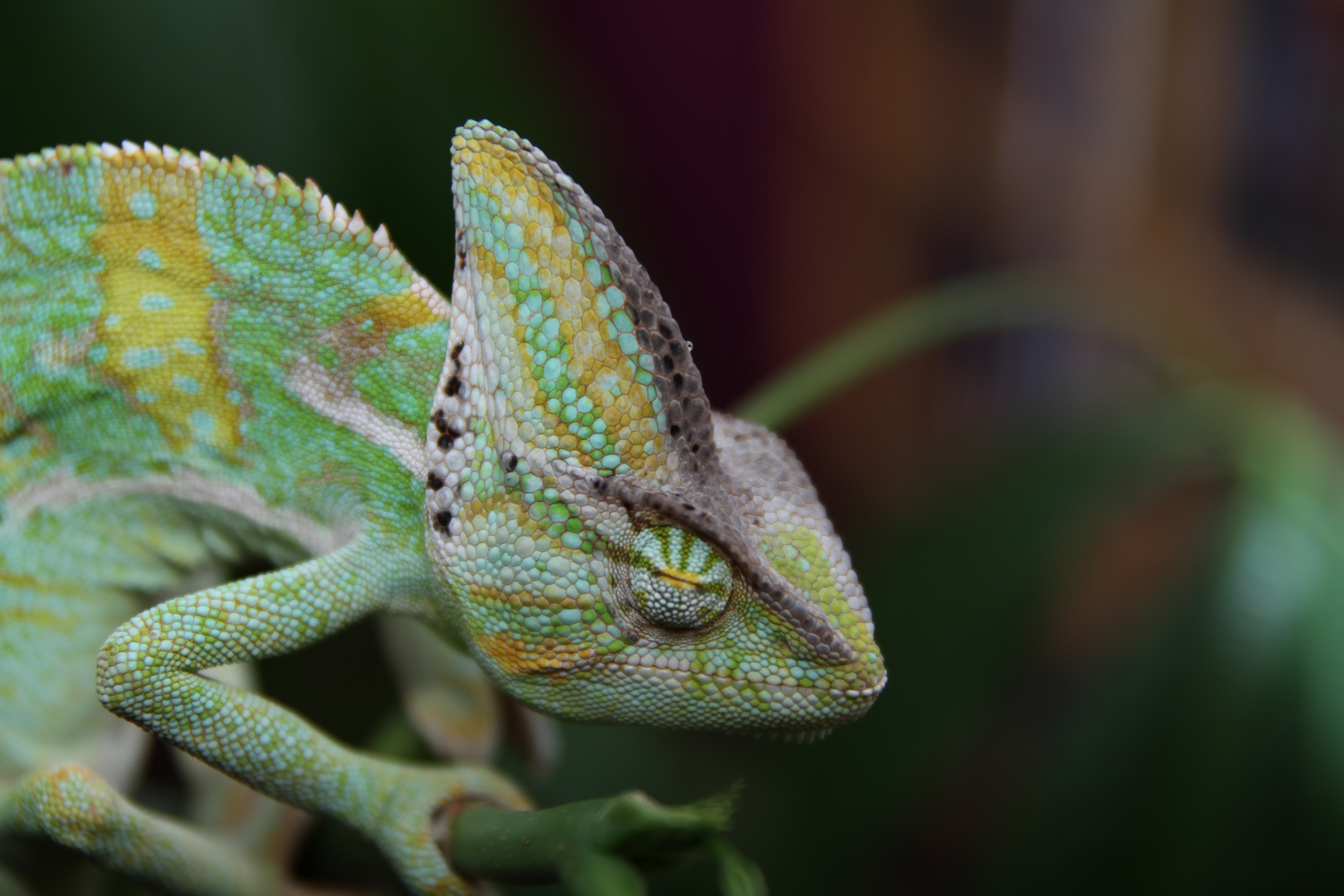 Laden Sie das Reptile, Reptil, Chamäleon, Tiere, Farbe-Bild kostenlos auf Ihren PC-Desktop herunter