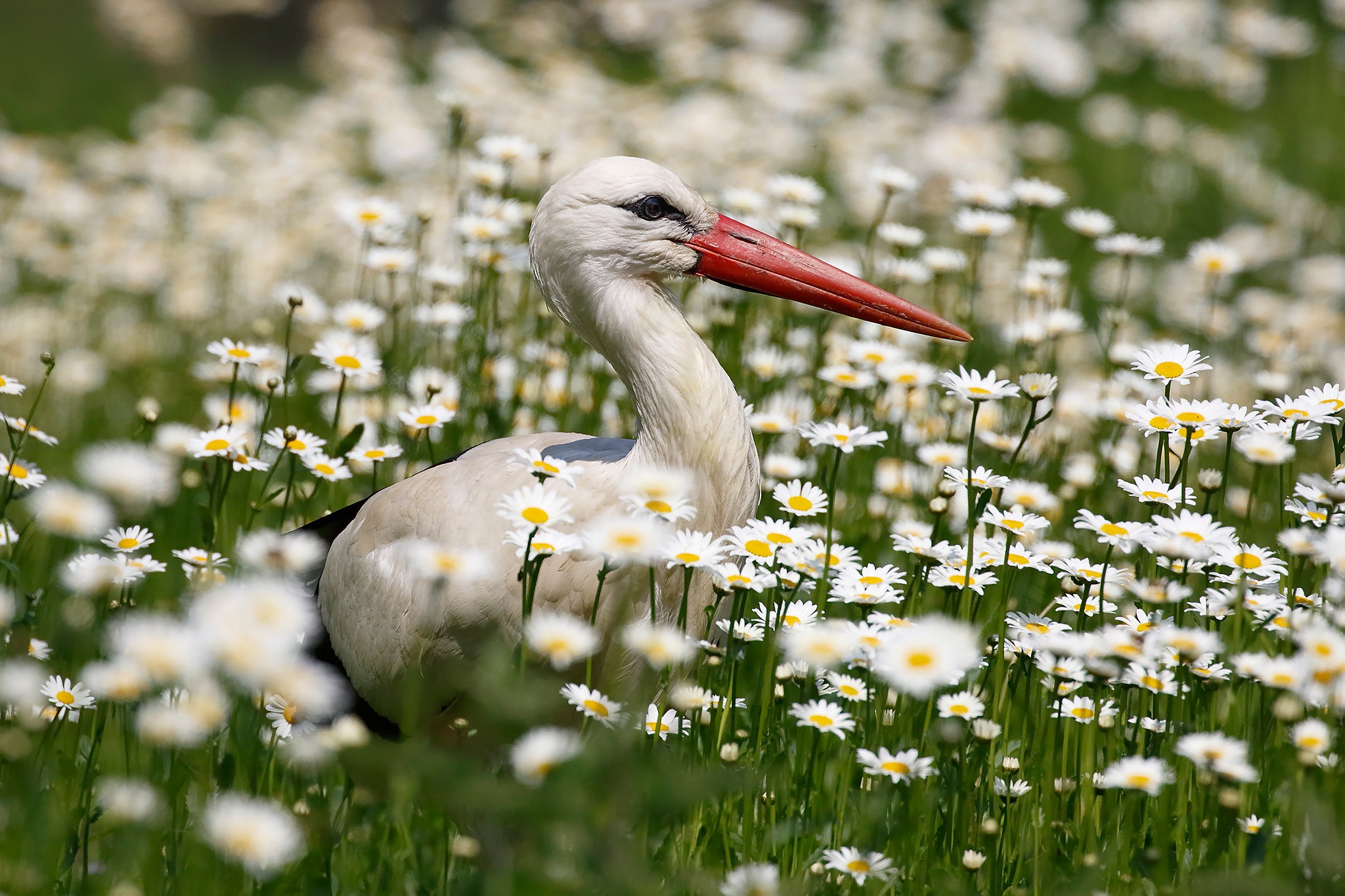 Download mobile wallpaper Birds, Flower, Bird, Animal, Chamomile, Stork, White Flower, White Stork for free.