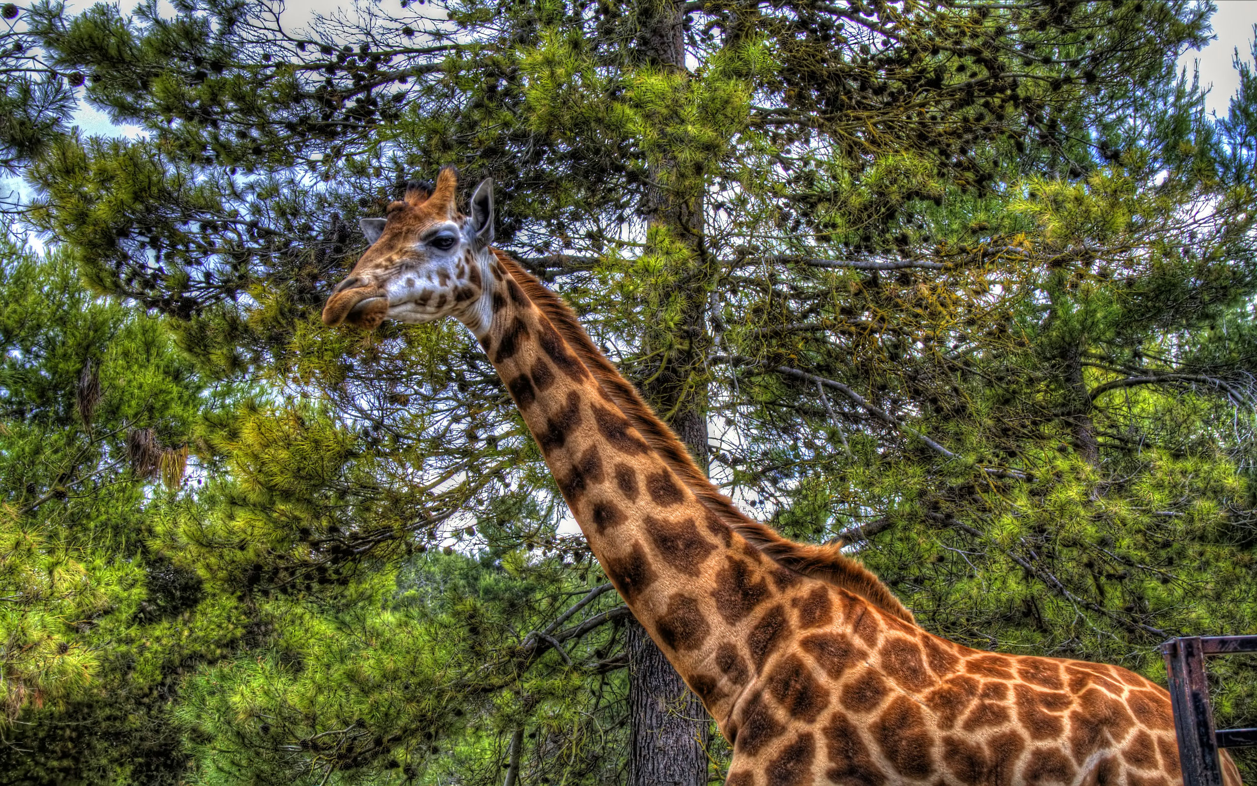 giraffe, animal download HD wallpaper