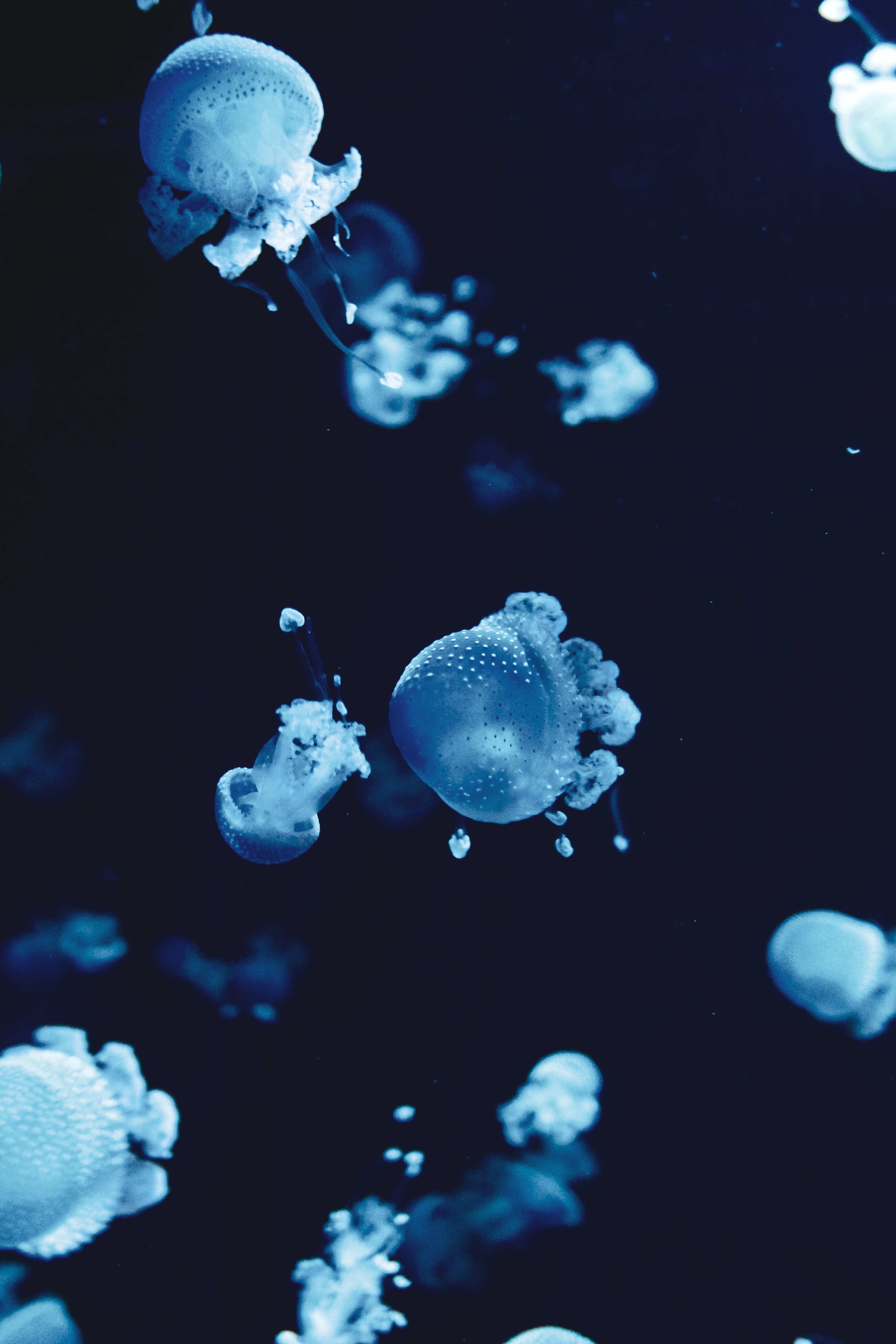 jellyfish, animals, water, blue, macro, under water, underwater Full HD