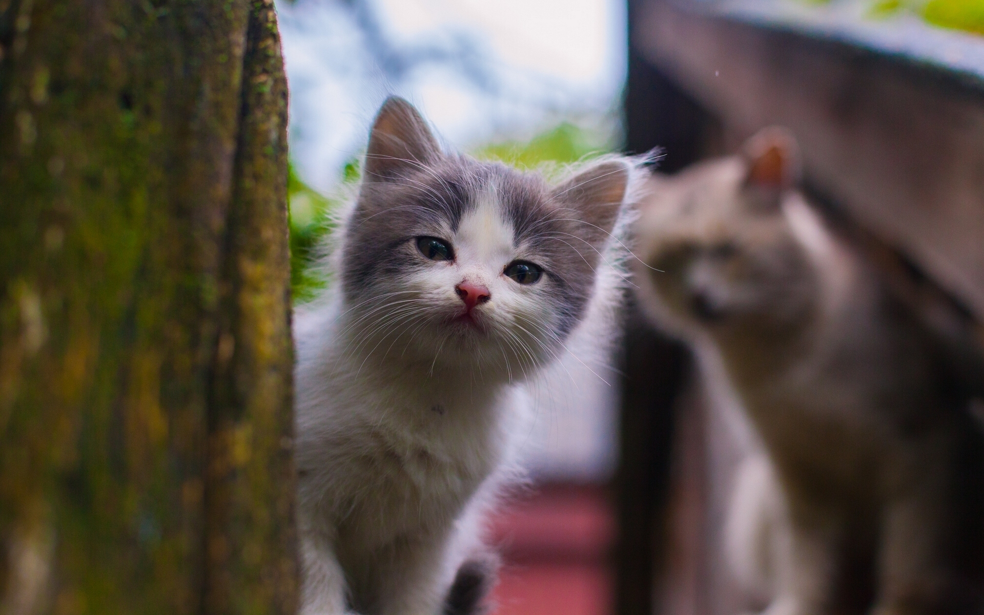 kitten, kitty, spotted, animals, spotty, sight, opinion, street Full HD
