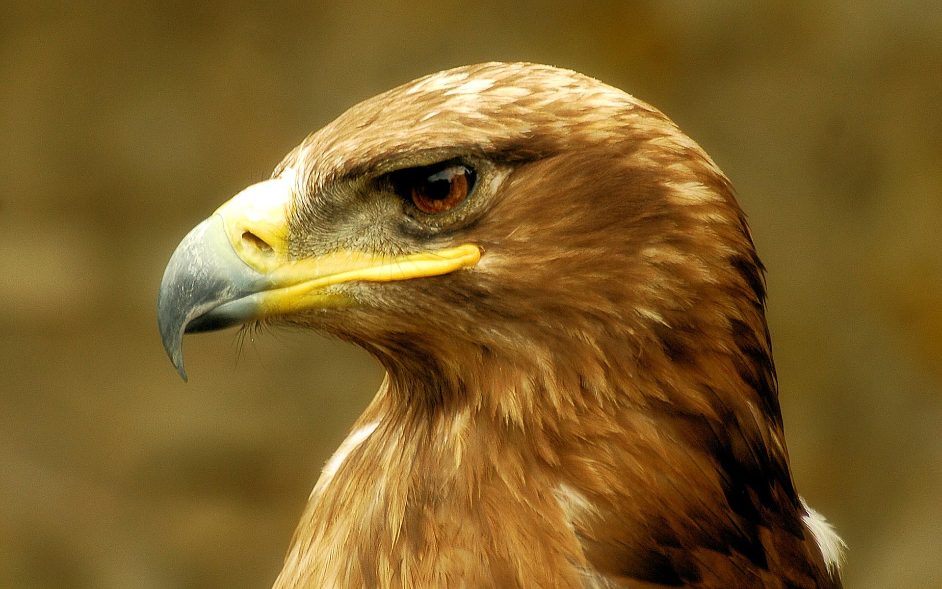 golden eagle, animal, bird, eagle, birds 4K Ultra