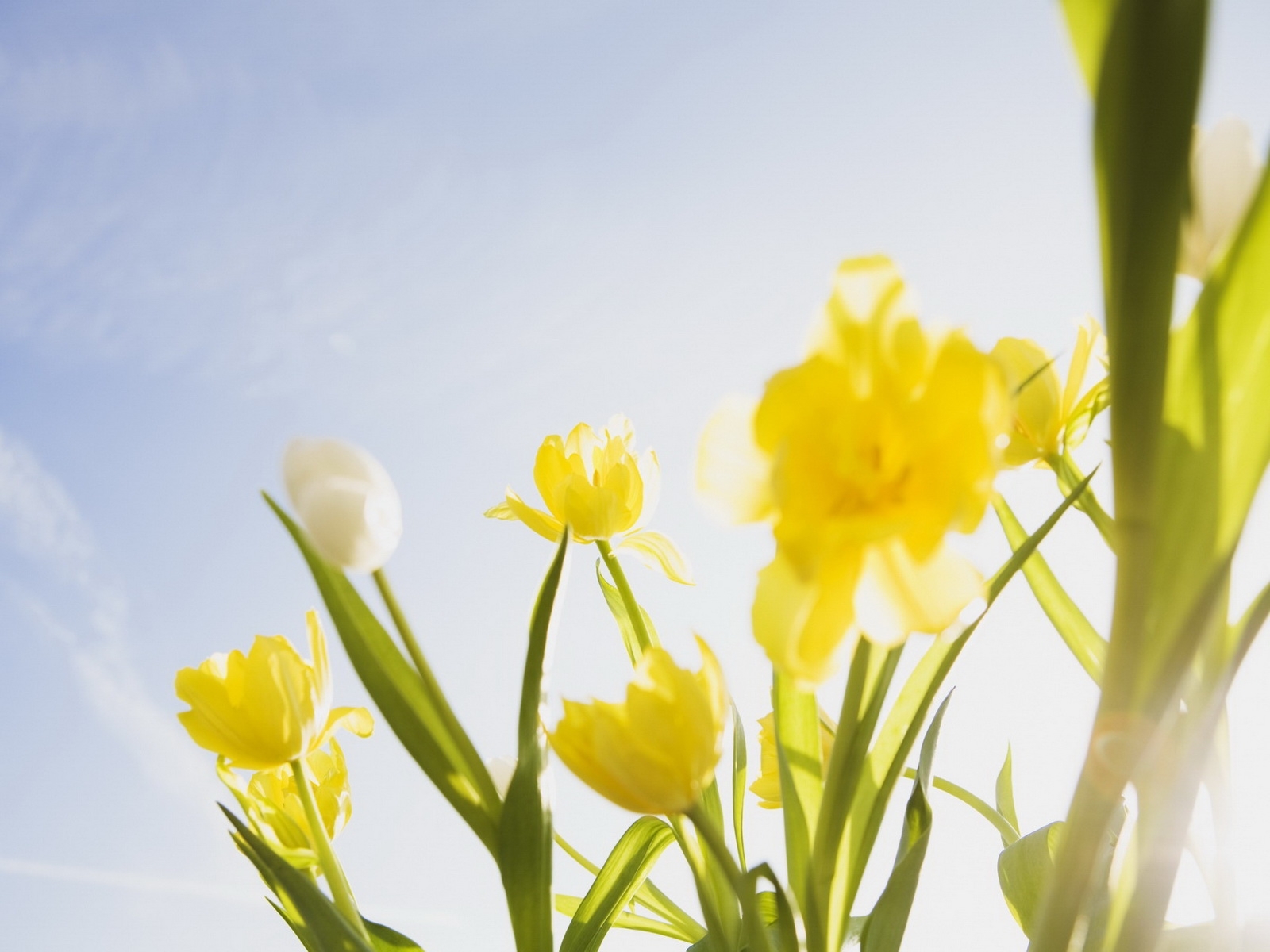 Download mobile wallpaper Flowers, Plants, Clear Sky, Tulips for free.