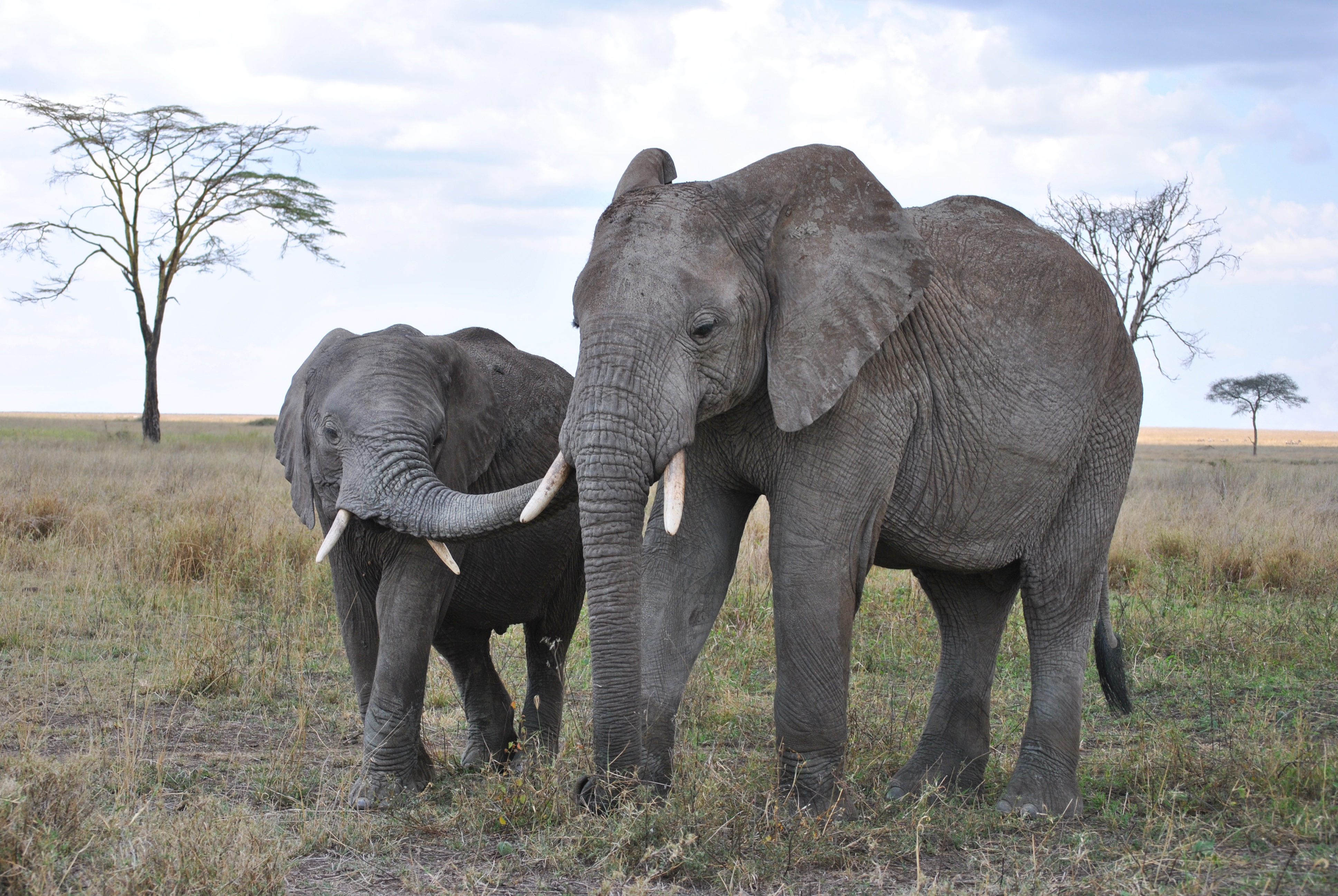 405412 Hintergrundbild herunterladen tiere, afrikanischer elefant, afrika, tierbaby, säugetier, nationalpark, tansania, elefanten - Bildschirmschoner und Bilder kostenlos