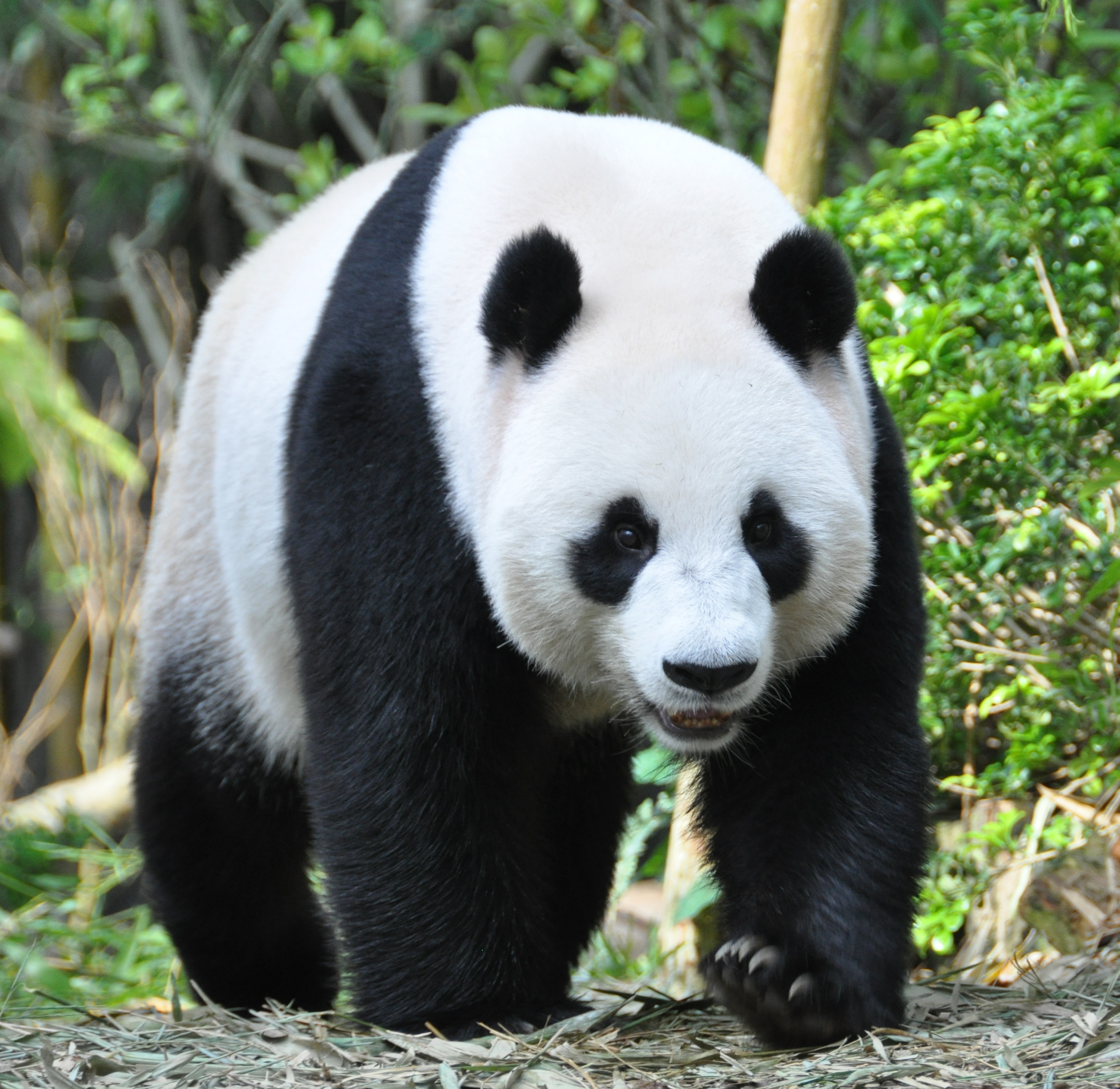 125955 Hintergrundbild herunterladen tiere, schnauze, tier, panda, krallen, claws - Bildschirmschoner und Bilder kostenlos