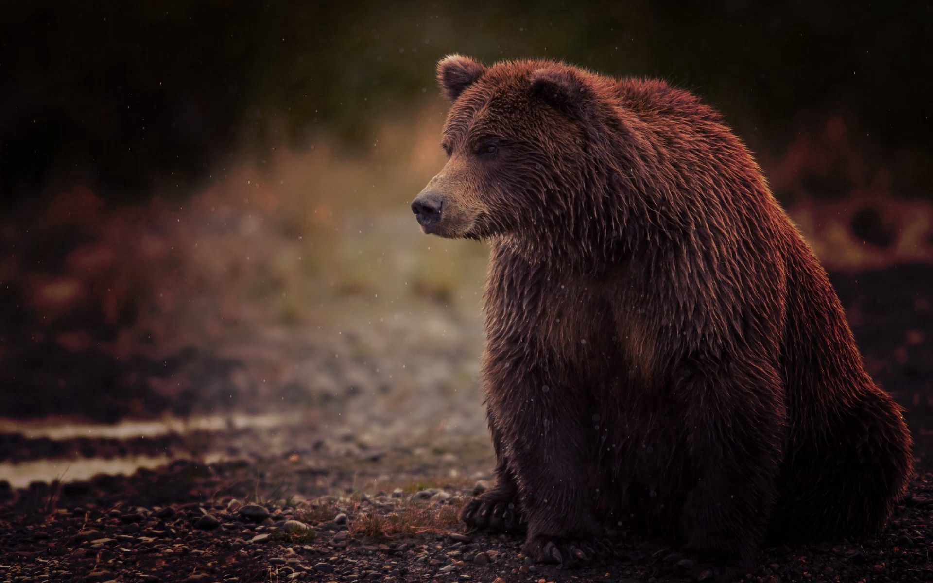 bear, brown, animals, wet, is sitting, sits, clubfoot, splayfoot Smartphone Background