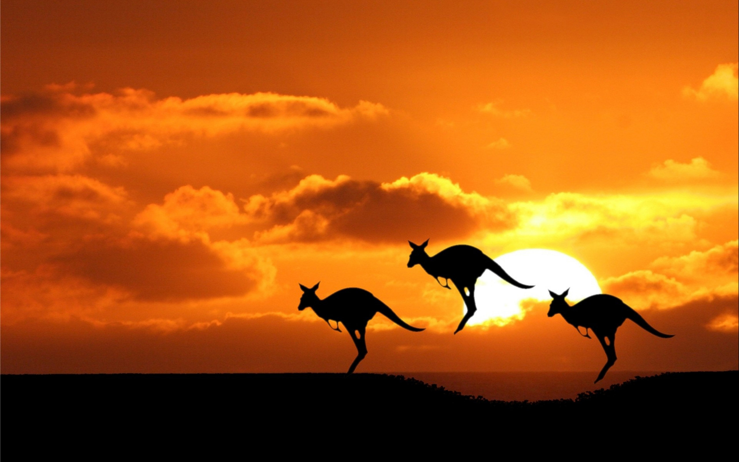 kangaroo, animal mobile wallpaper