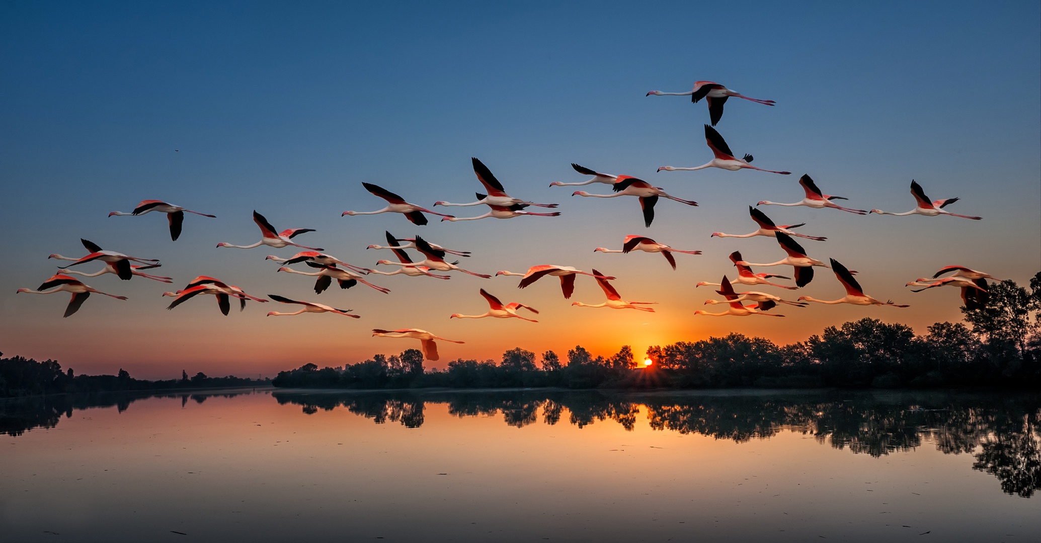 flamingo, animal, bird, flock of birds, lake, sunset, birds cell phone wallpapers