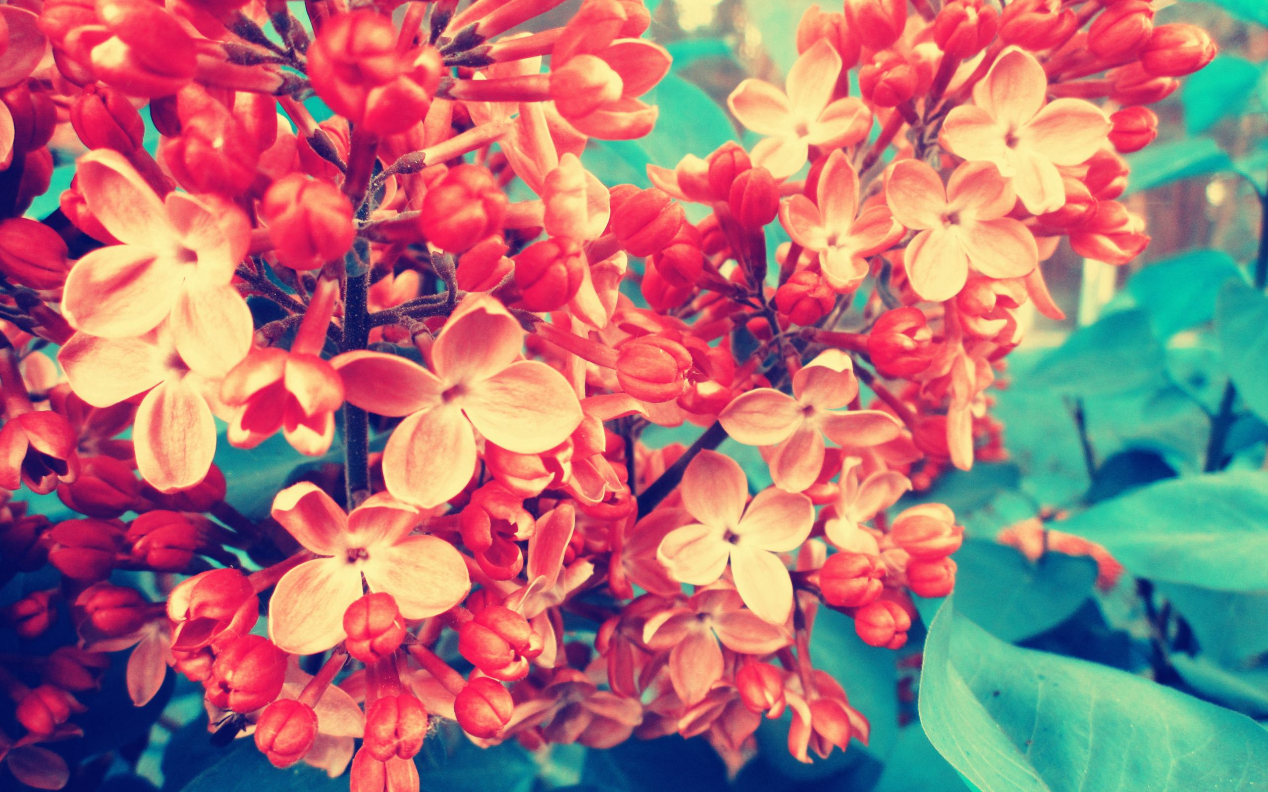 Laden Sie das Lilac, Makro, Blumen, Ast, Zweig-Bild kostenlos auf Ihren PC-Desktop herunter