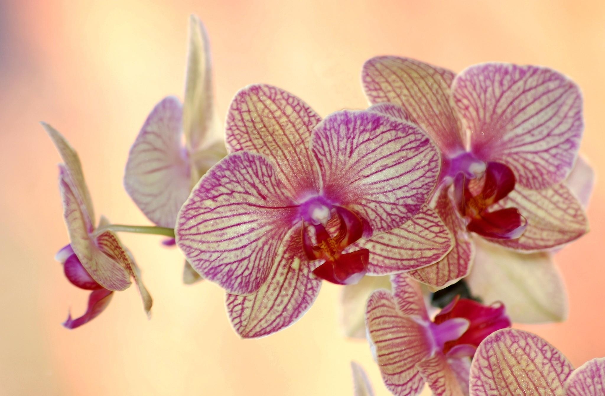 59454 Hintergrundbild herunterladen blumen, blume, gestreift, orchidee, orchid, exotisch, exoten - Bildschirmschoner und Bilder kostenlos