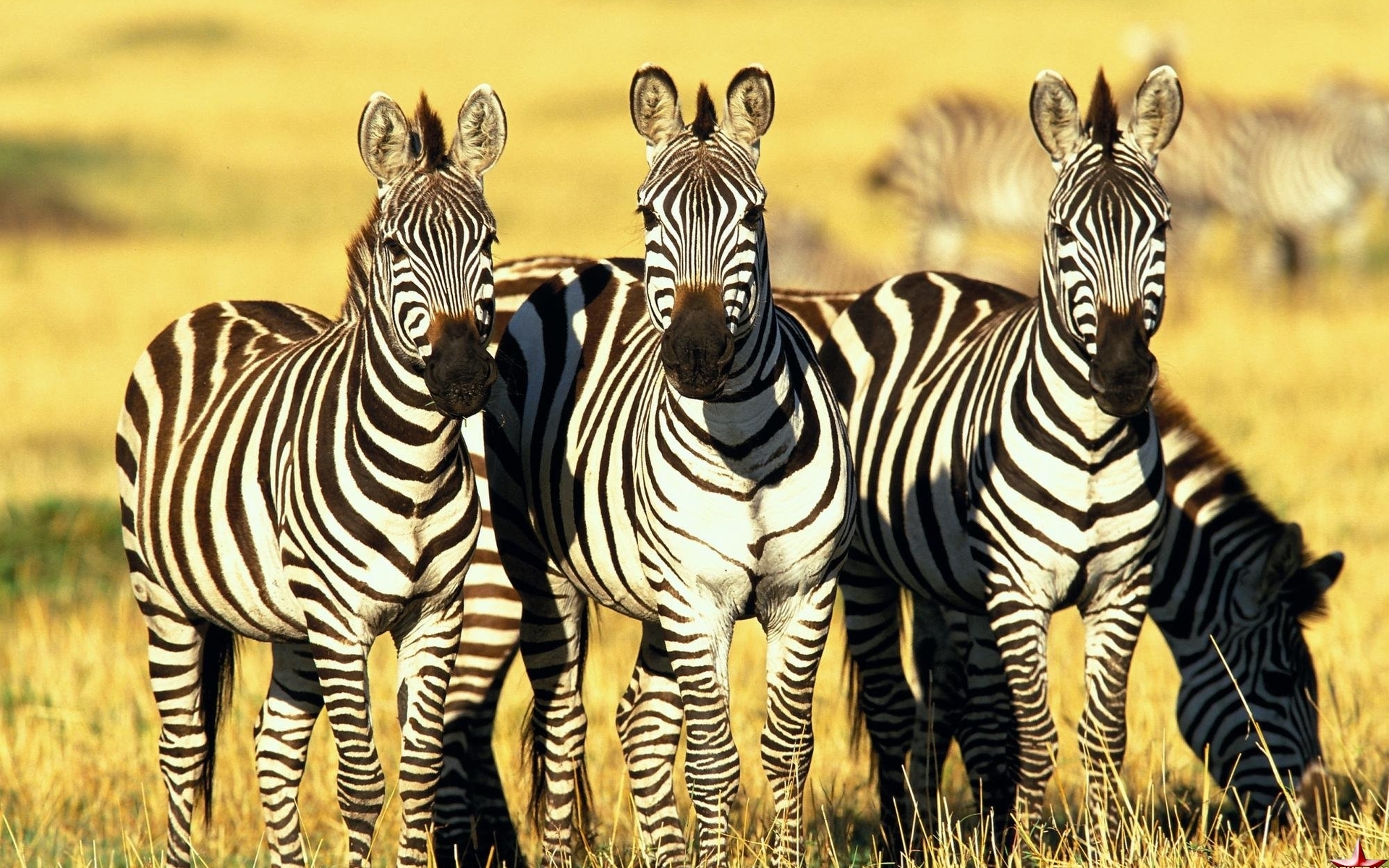 animal, zebra Full HD