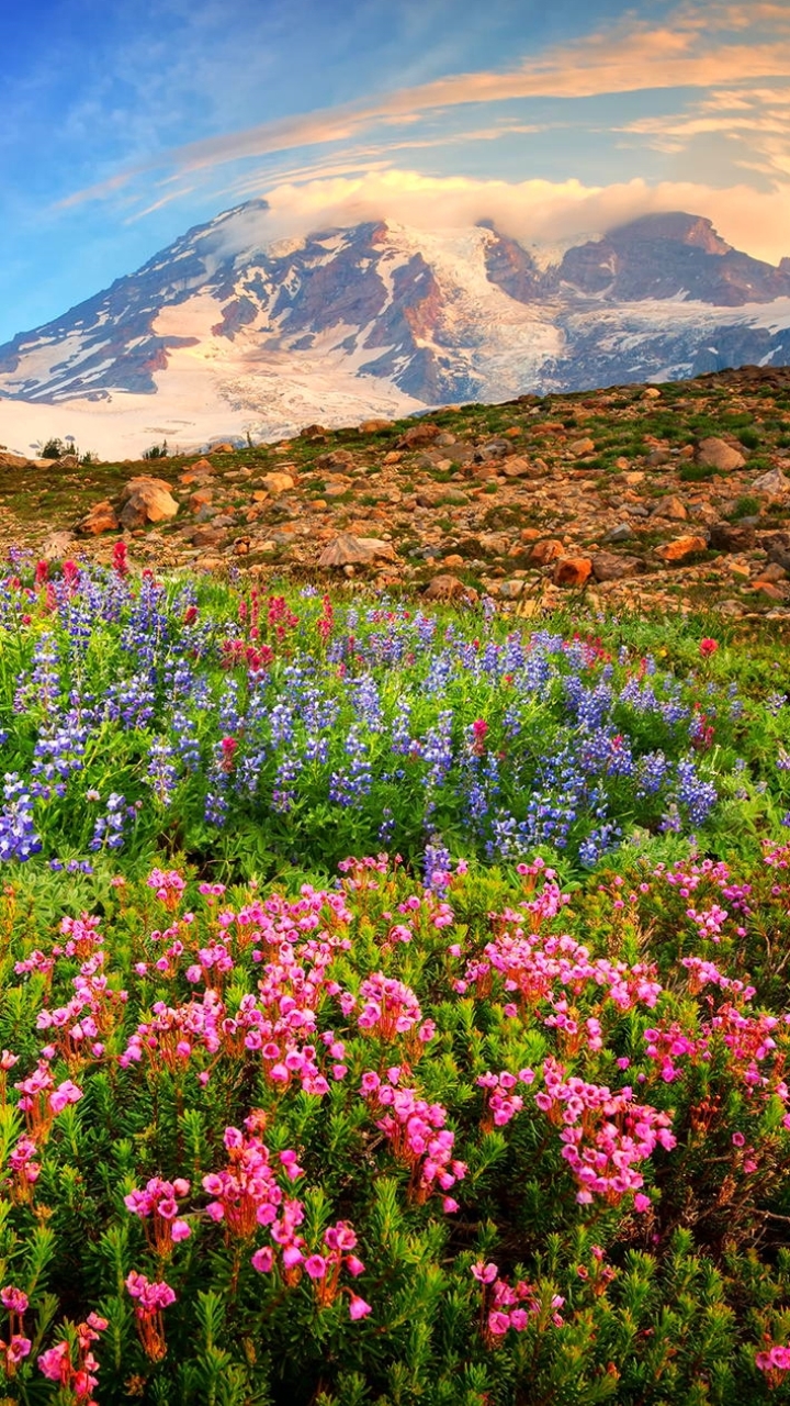 無料モバイル壁紙フラワーズ, 山, 花, 地球, 春, 分野, ピンクの花, ワイルドフラワーをダウンロードします。