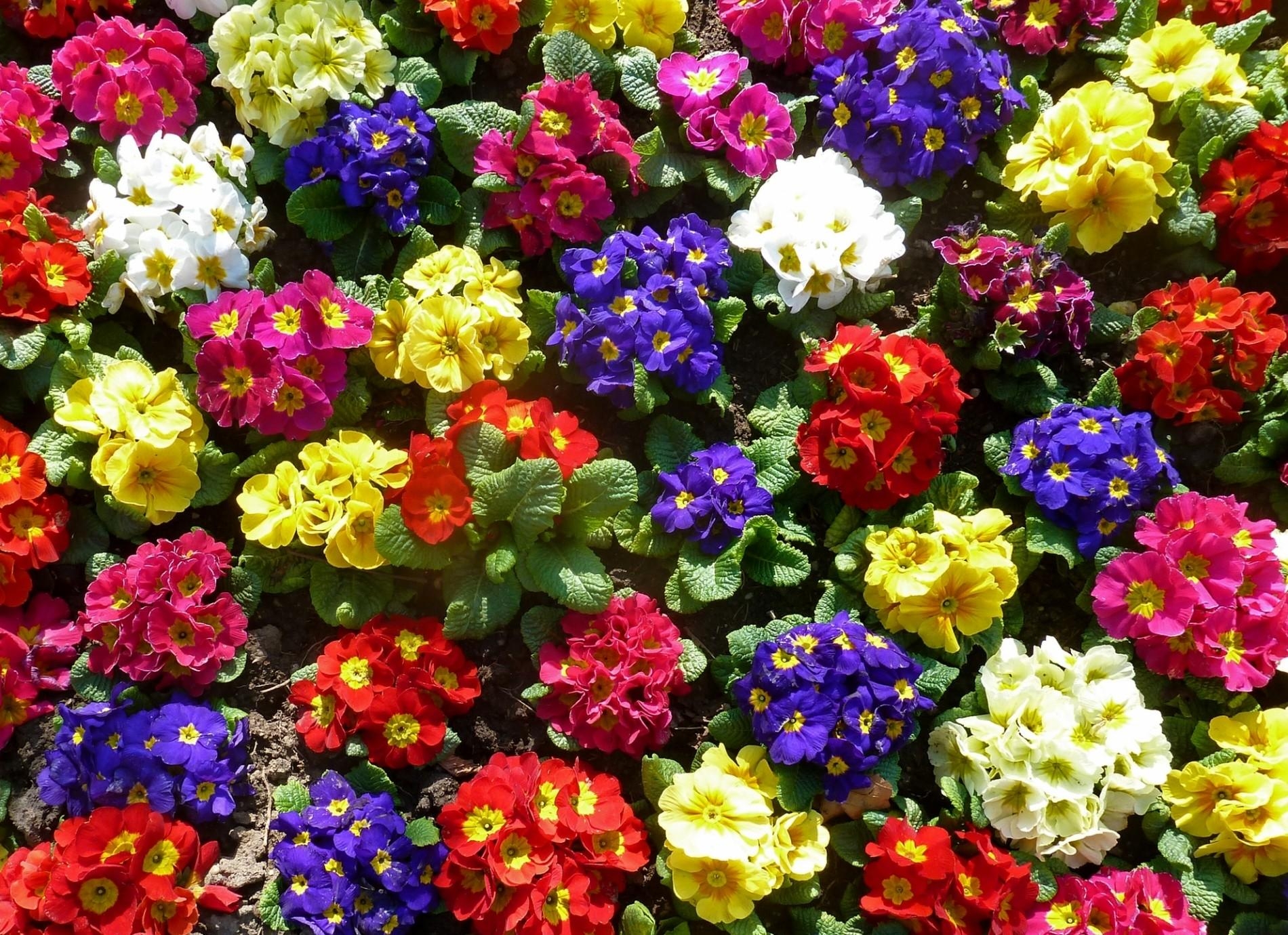 colorful, greens, flowers, bright, primrose, ground, priming 2160p