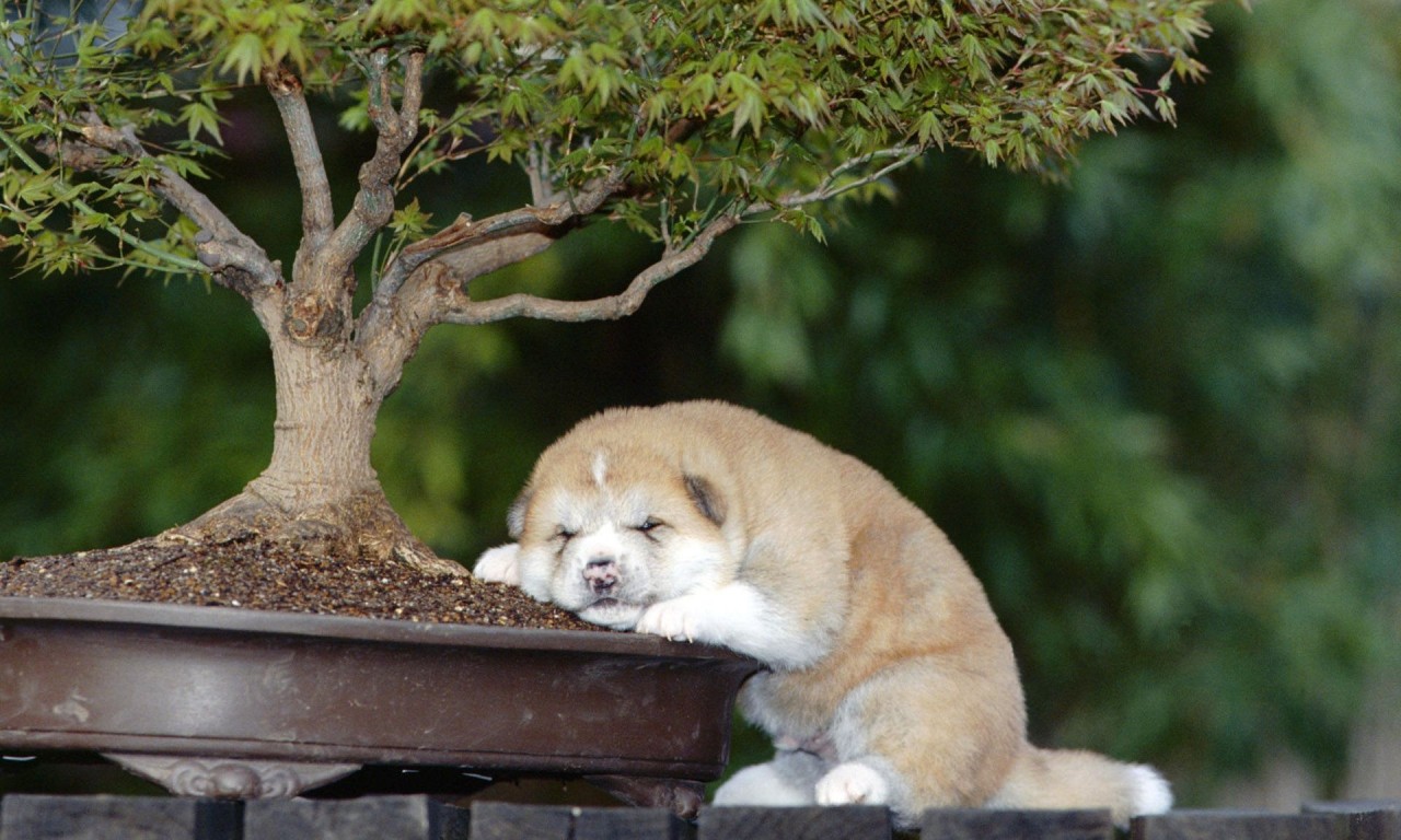 animal, akita, baby animal, bonsai, dog, puppy, sleeping wallpaper for mobile