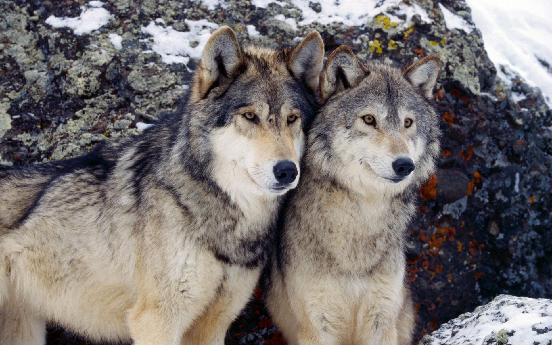 Download mobile wallpaper Animals, Stones, Snow, Pair, Couple, Wolf for free.