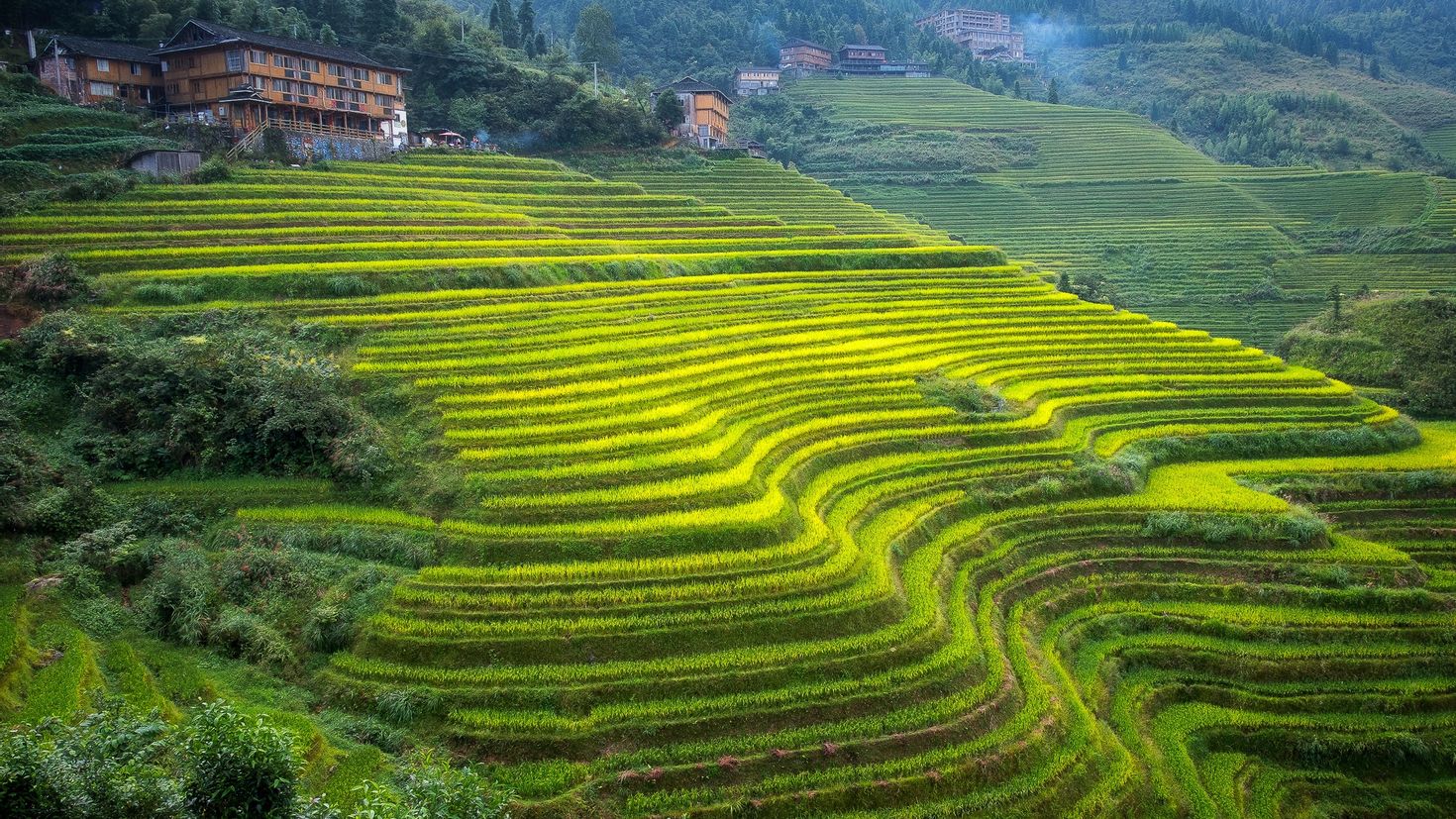 Шри ланка поля. Юньнань чайные плантации. Чайна плинтации в Китае. Чайные плантации в Китае. Чайные плантации-террасы на склонах в Китае.