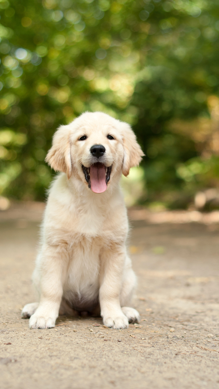 Download mobile wallpaper Dogs, Dog, Animal, Puppy, Bokeh, Labrador Retriever for free.