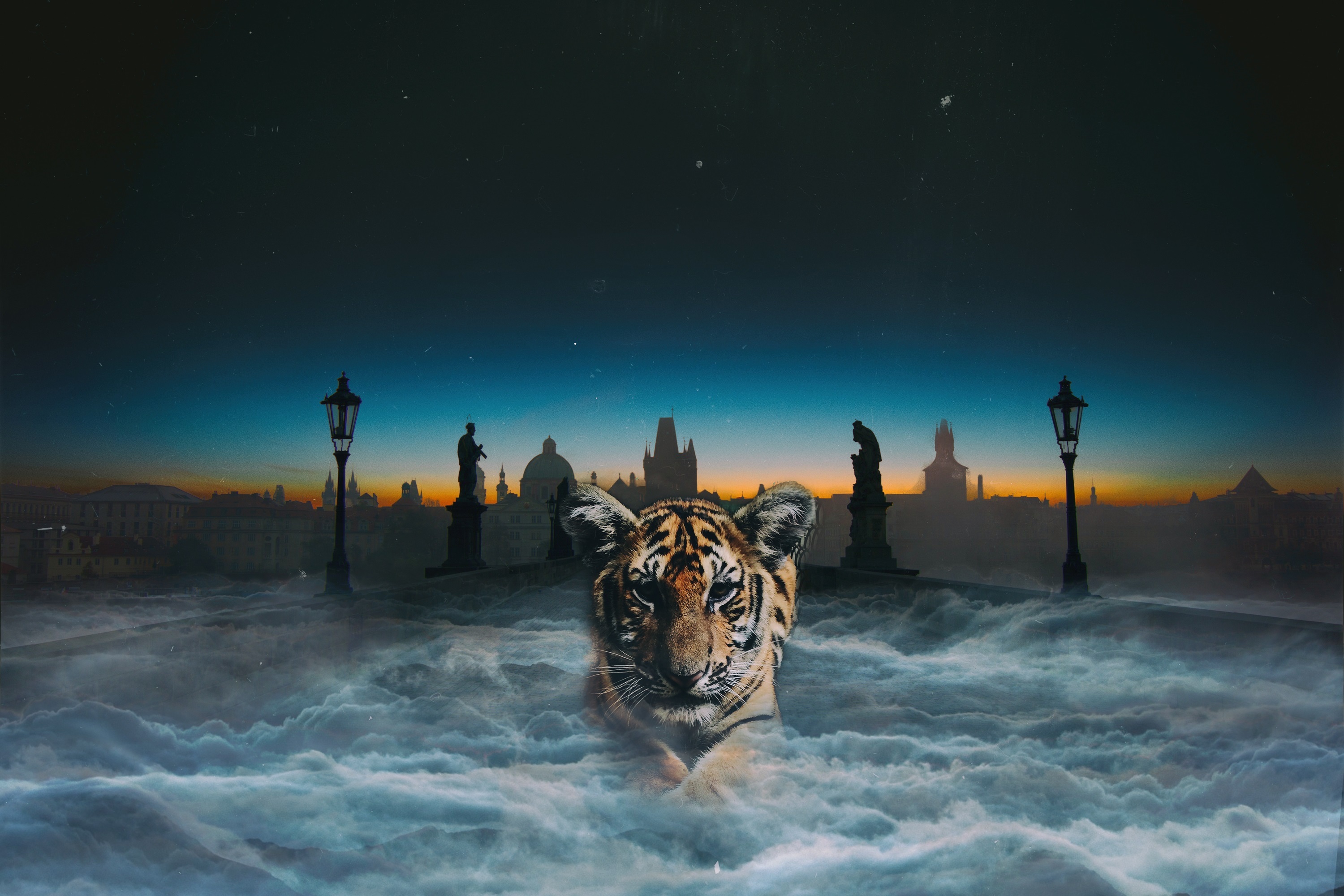 animals, night, clouds, tiger, photoshop, tiger cub