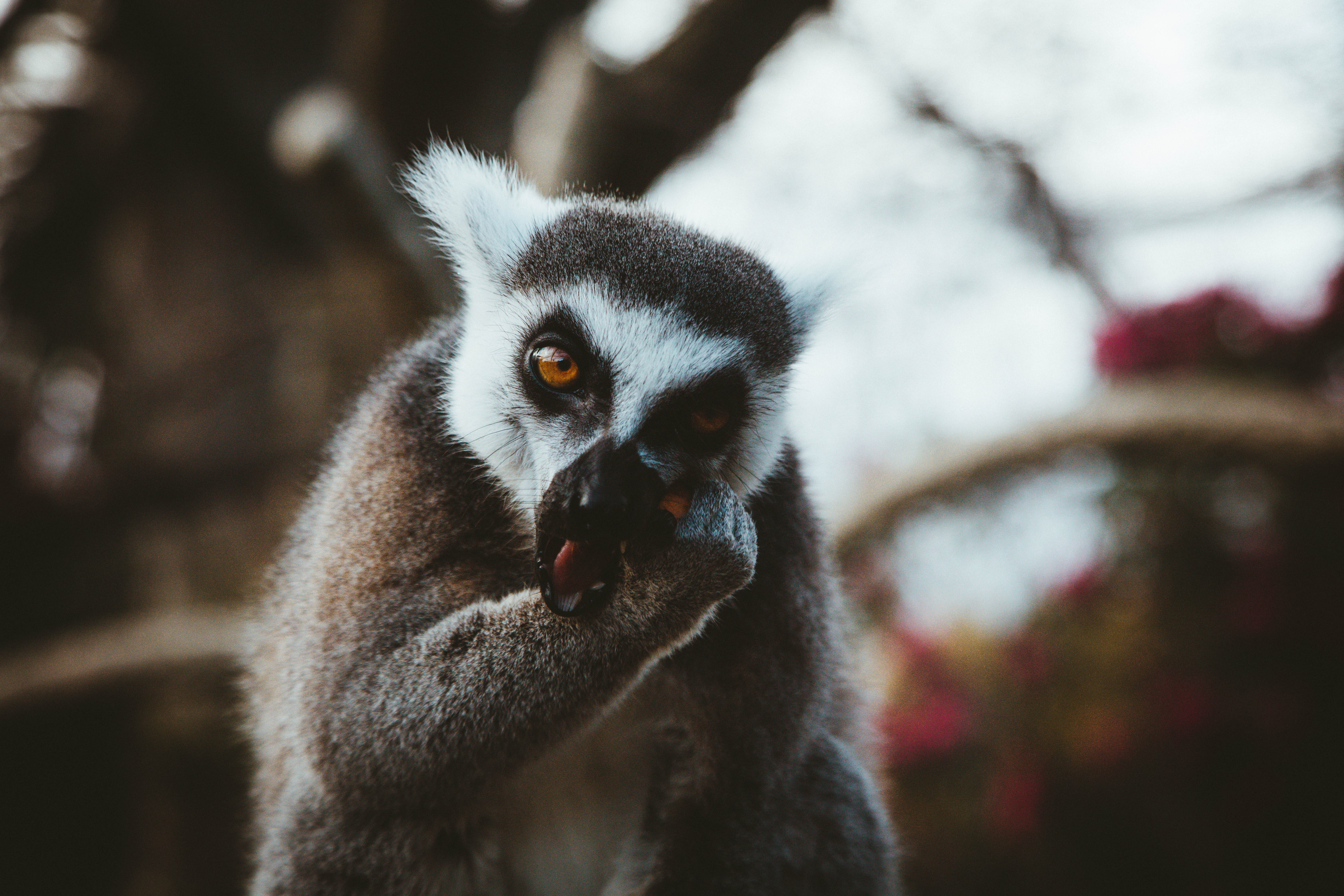 Download mobile wallpaper Eats, Lemur, Animals, Muzzle, Animal for free.