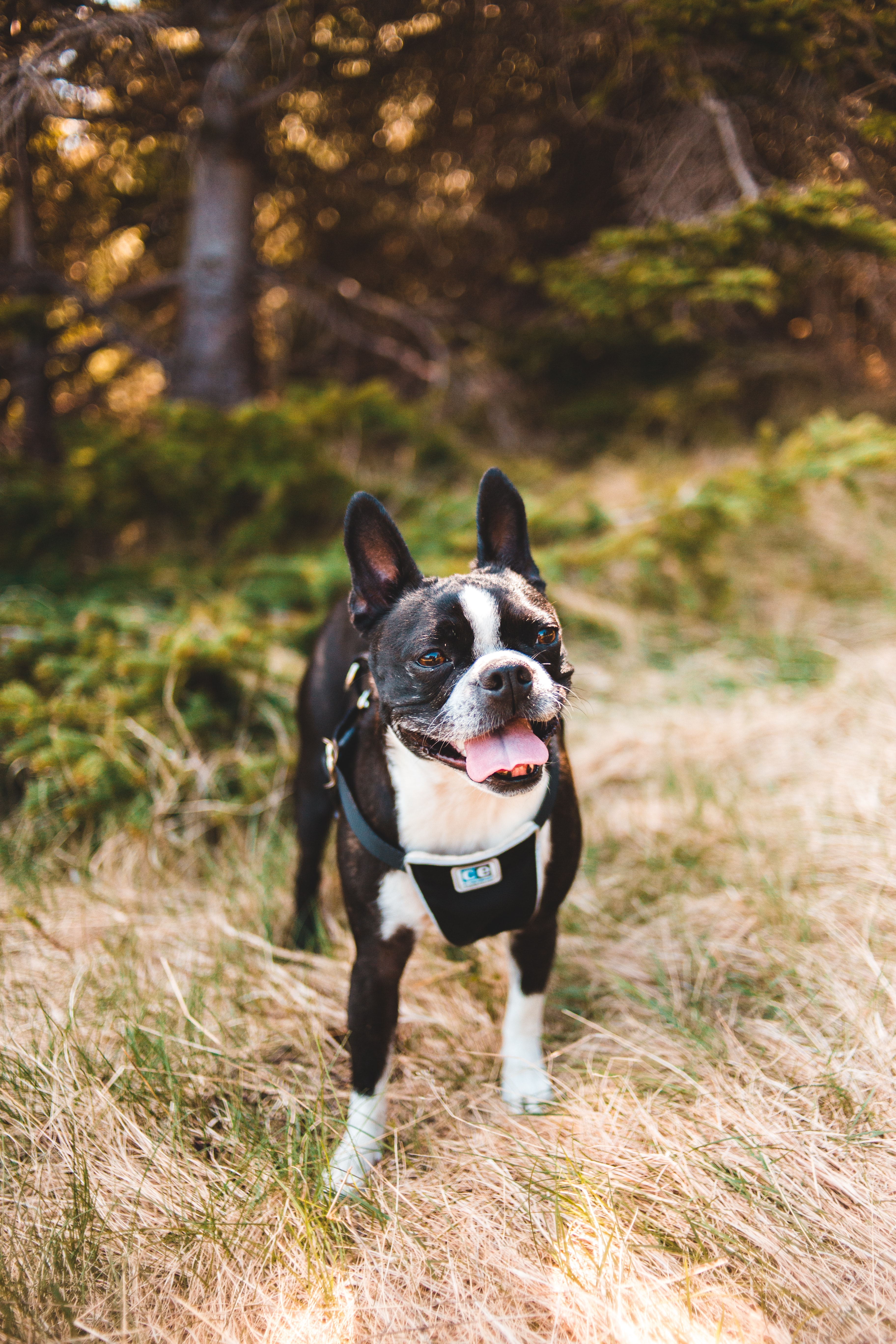 Free download wallpaper Animals, Dog, Pet, Tongue Stuck Out, Protruding Tongue, Boston Terrier on your PC desktop