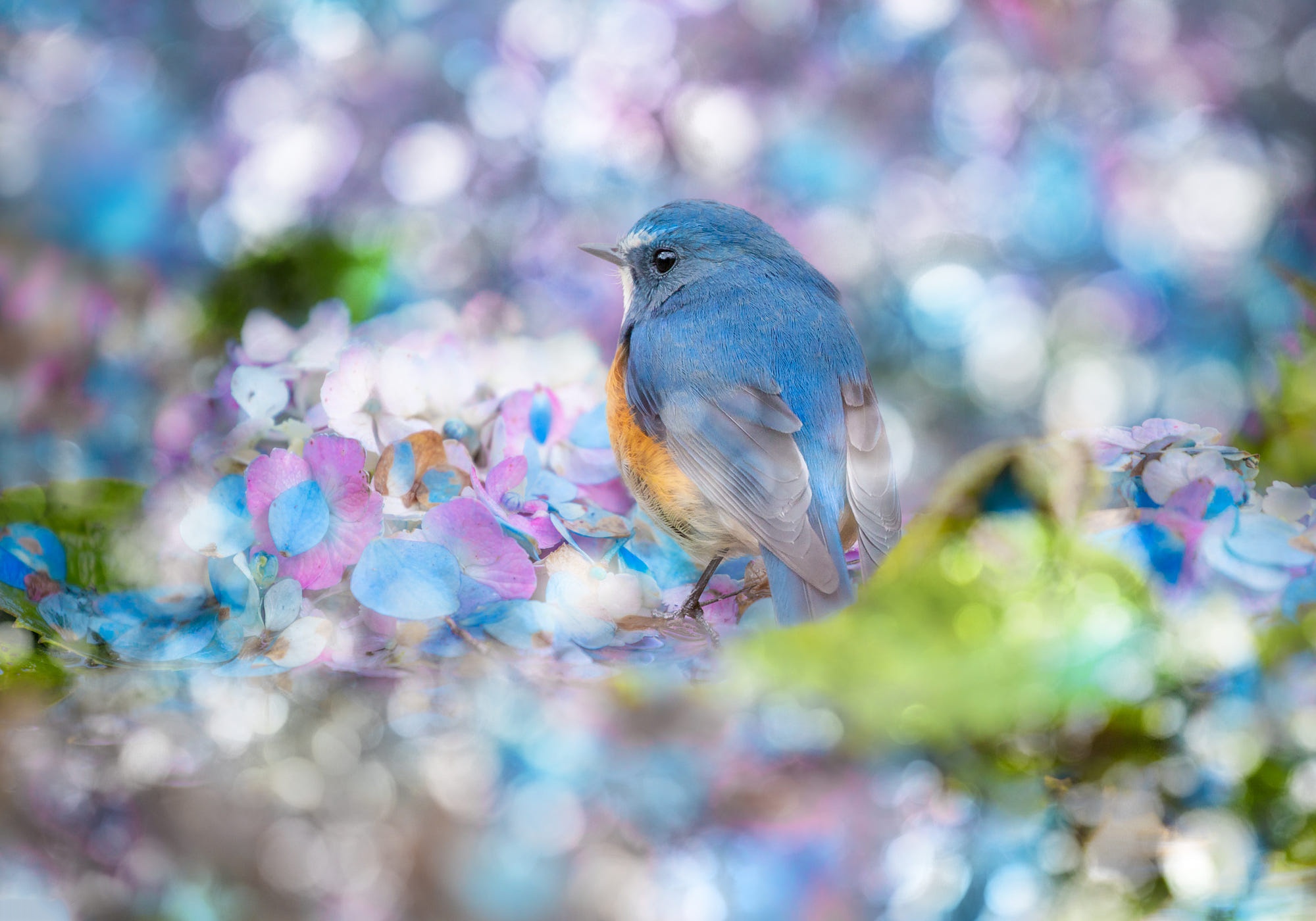 488602 скачать картинку животные, синяя птица, птицы, цветок, воробьинообразные - обои и заставки бесплатно