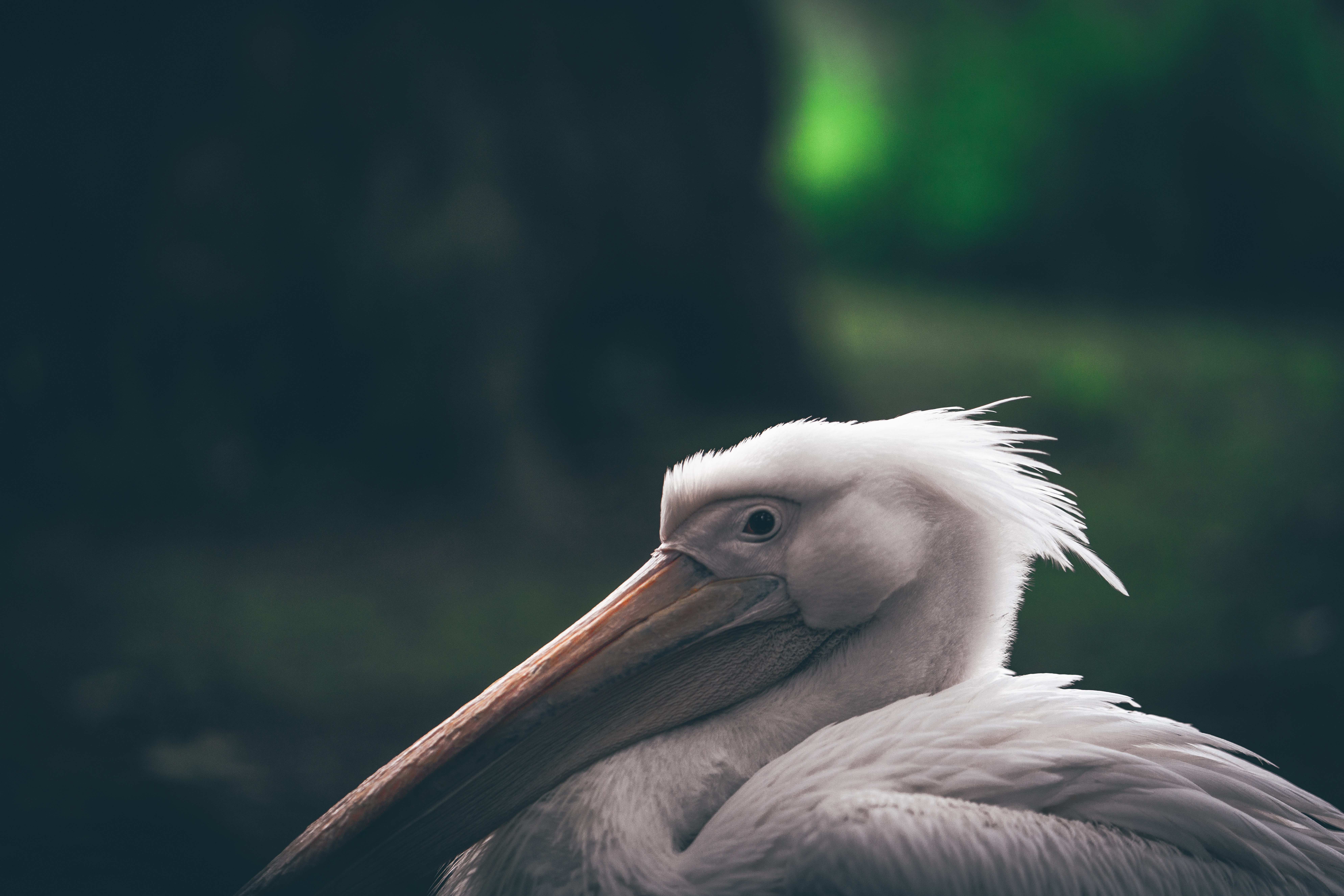 157114 Hintergrundbild herunterladen tiere, vogel, schnabel, pelikan, pelican - Bildschirmschoner und Bilder kostenlos