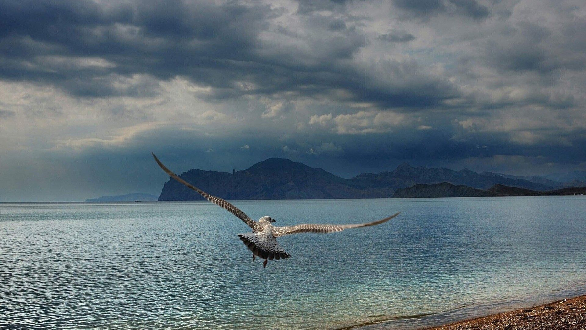 Download mobile wallpaper Gull, Animals, Seagull, Flight, Sweep, Mountains, Wave, Sea for free.