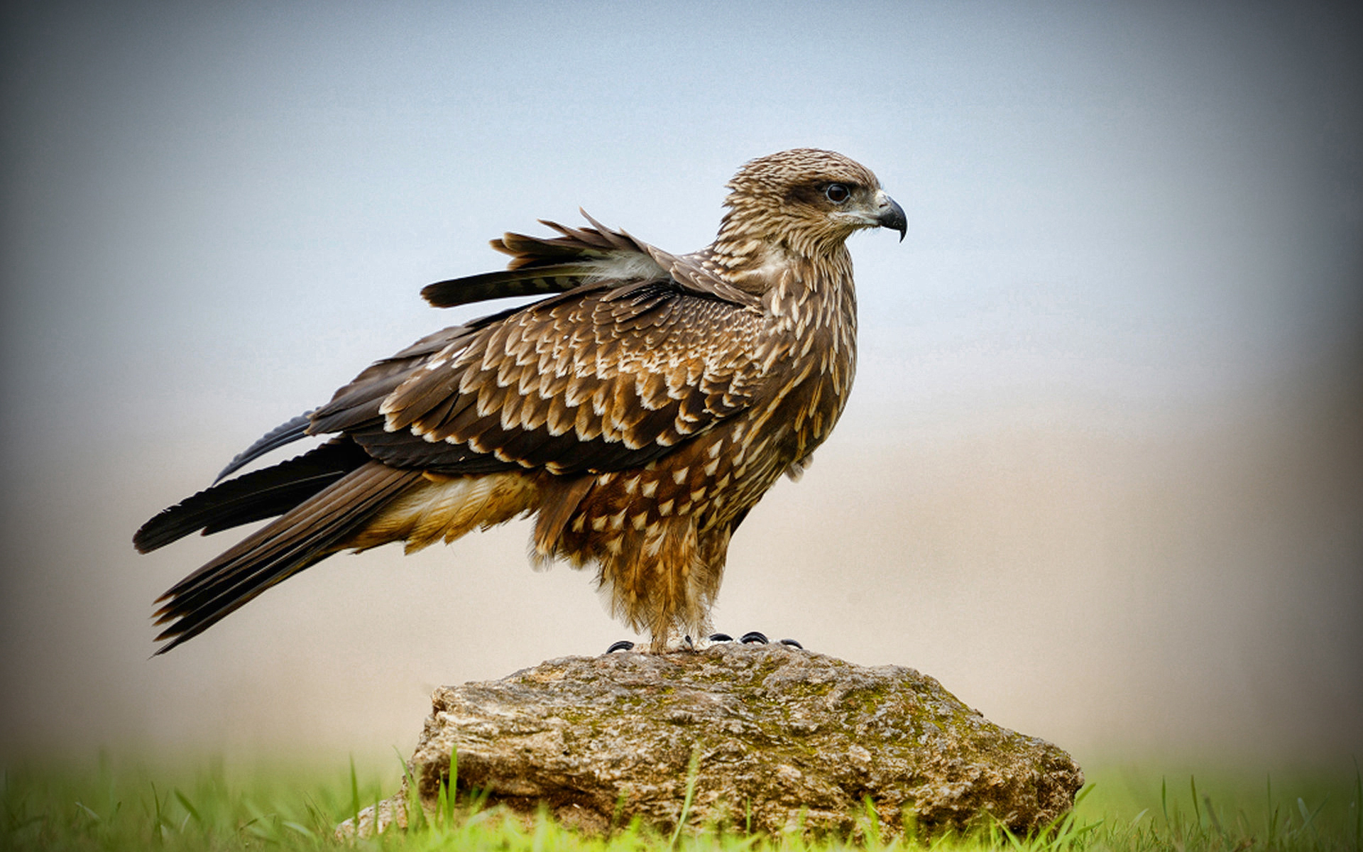 284044 descargar imagen animales, águila, ave, marrón, halcón, aves: fondos de pantalla y protectores de pantalla gratis
