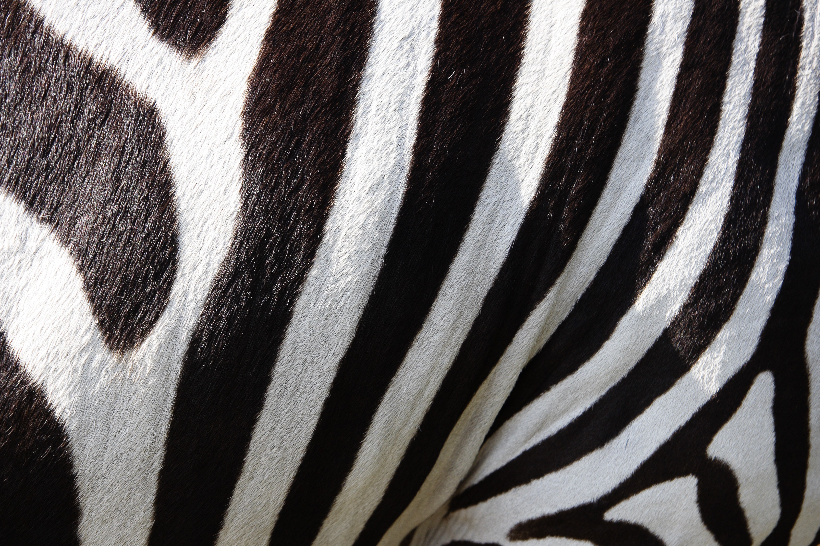 texture, zebra, abstract, black & white, fur, stripes
