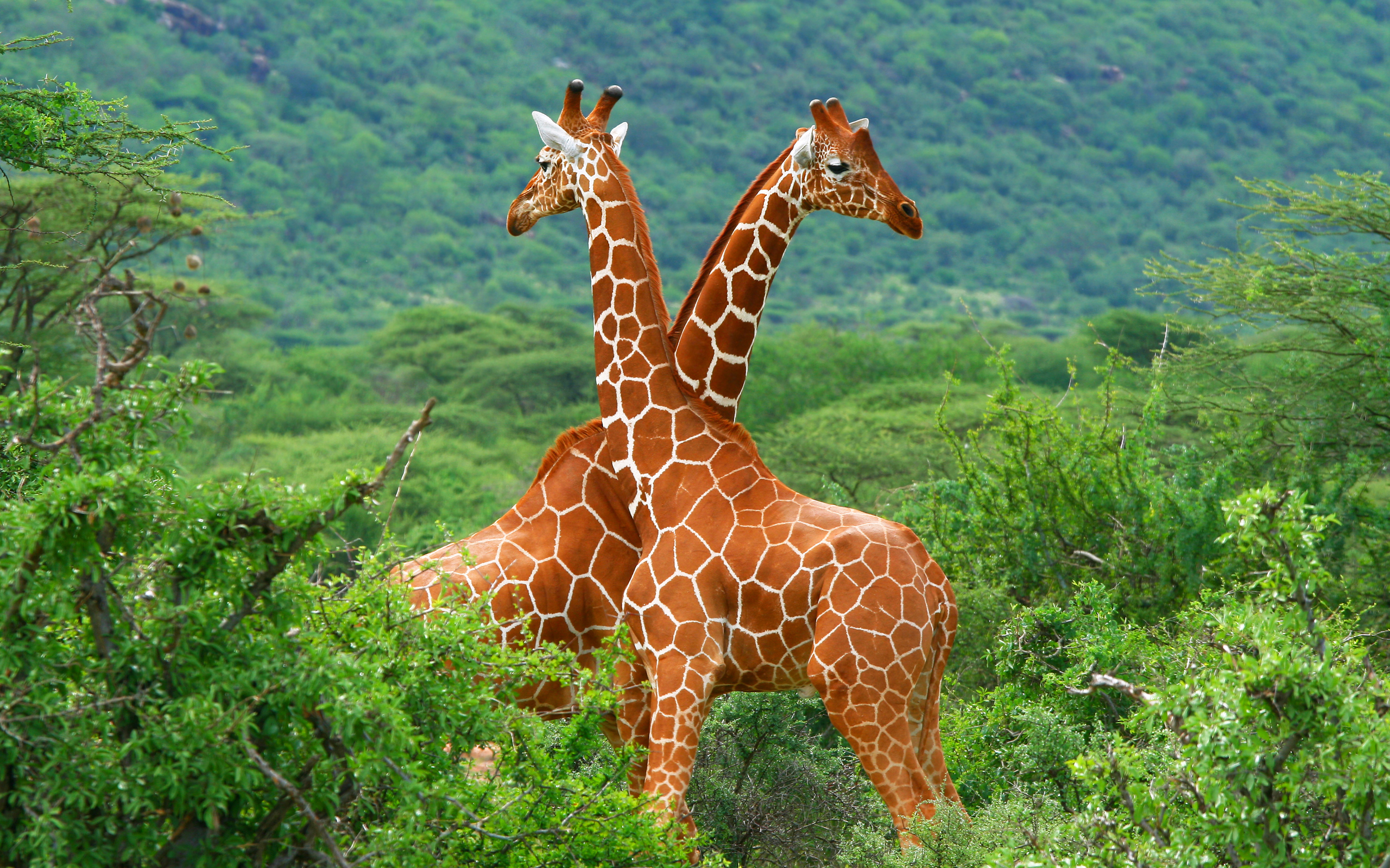 569045 télécharger le fond d'écran girafe, animaux - économiseurs d'écran et images gratuitement