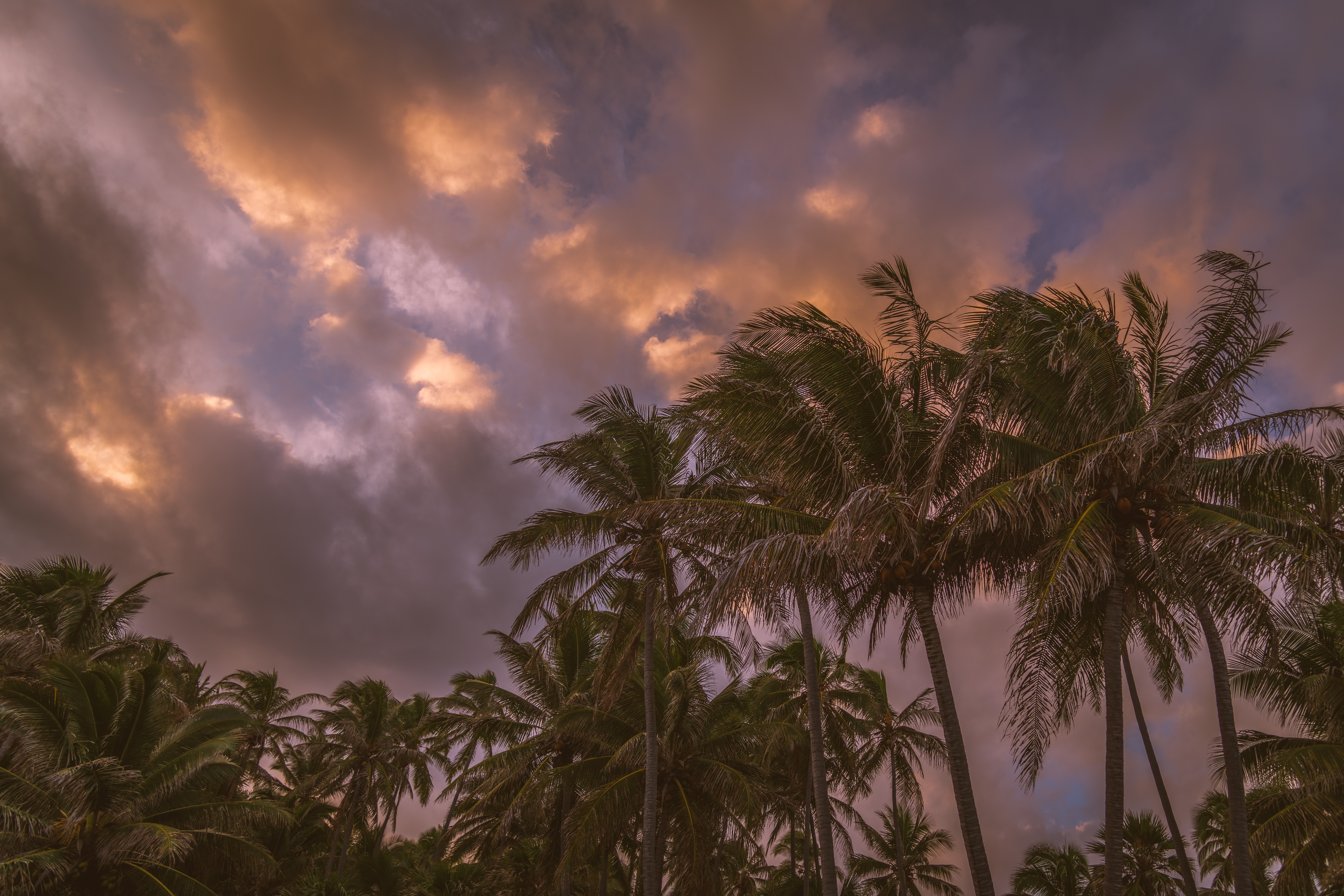 Download mobile wallpaper Clouds, Nature, Sky, Palms, Tropics for free.