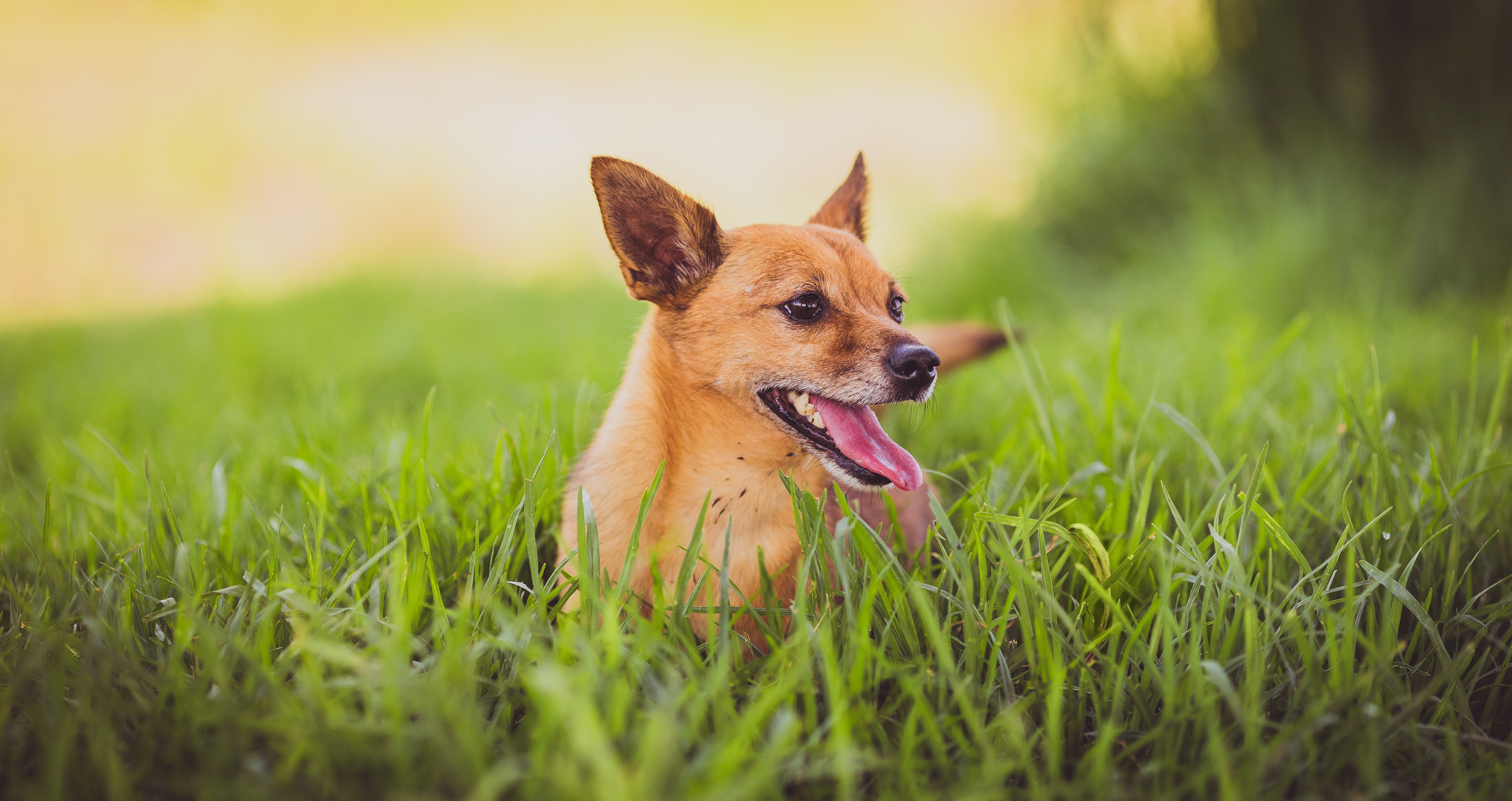 Download mobile wallpaper Tongue Stuck Out, Protruding Tongue, Grass, Animals, Dog for free.