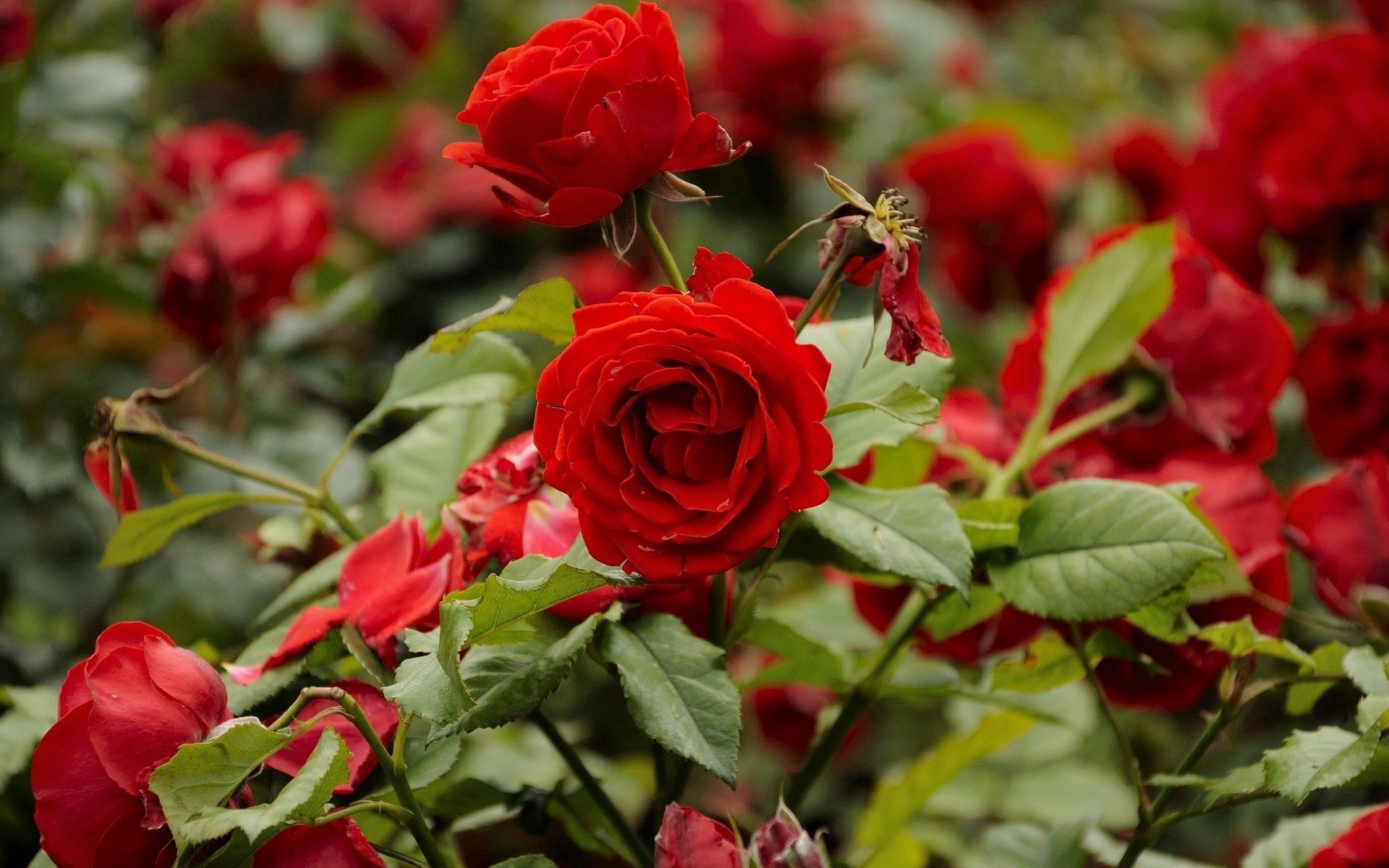flowers, roses, branches, flower bed, flowerbed HD wallpaper