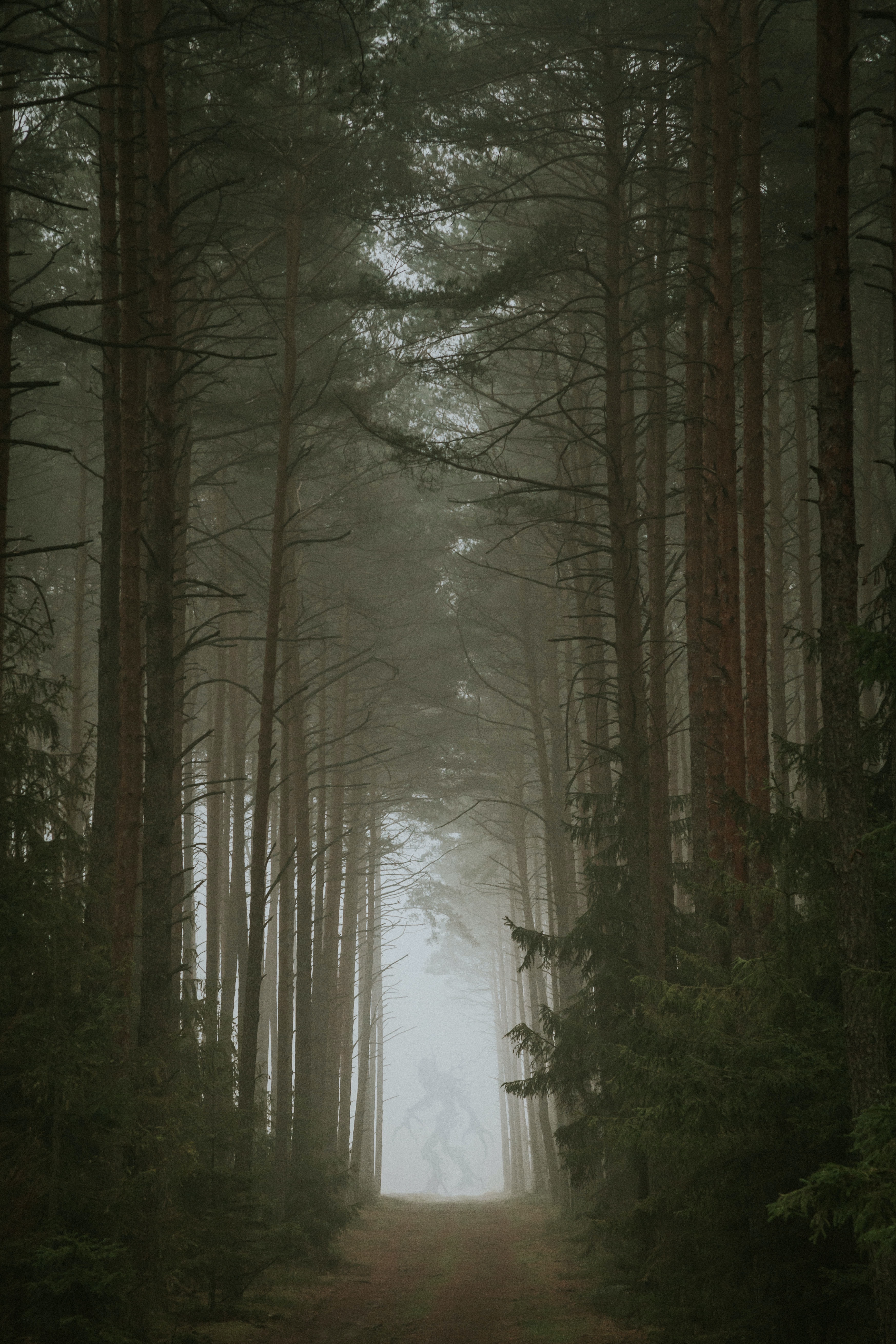 Лес ночью в тумане