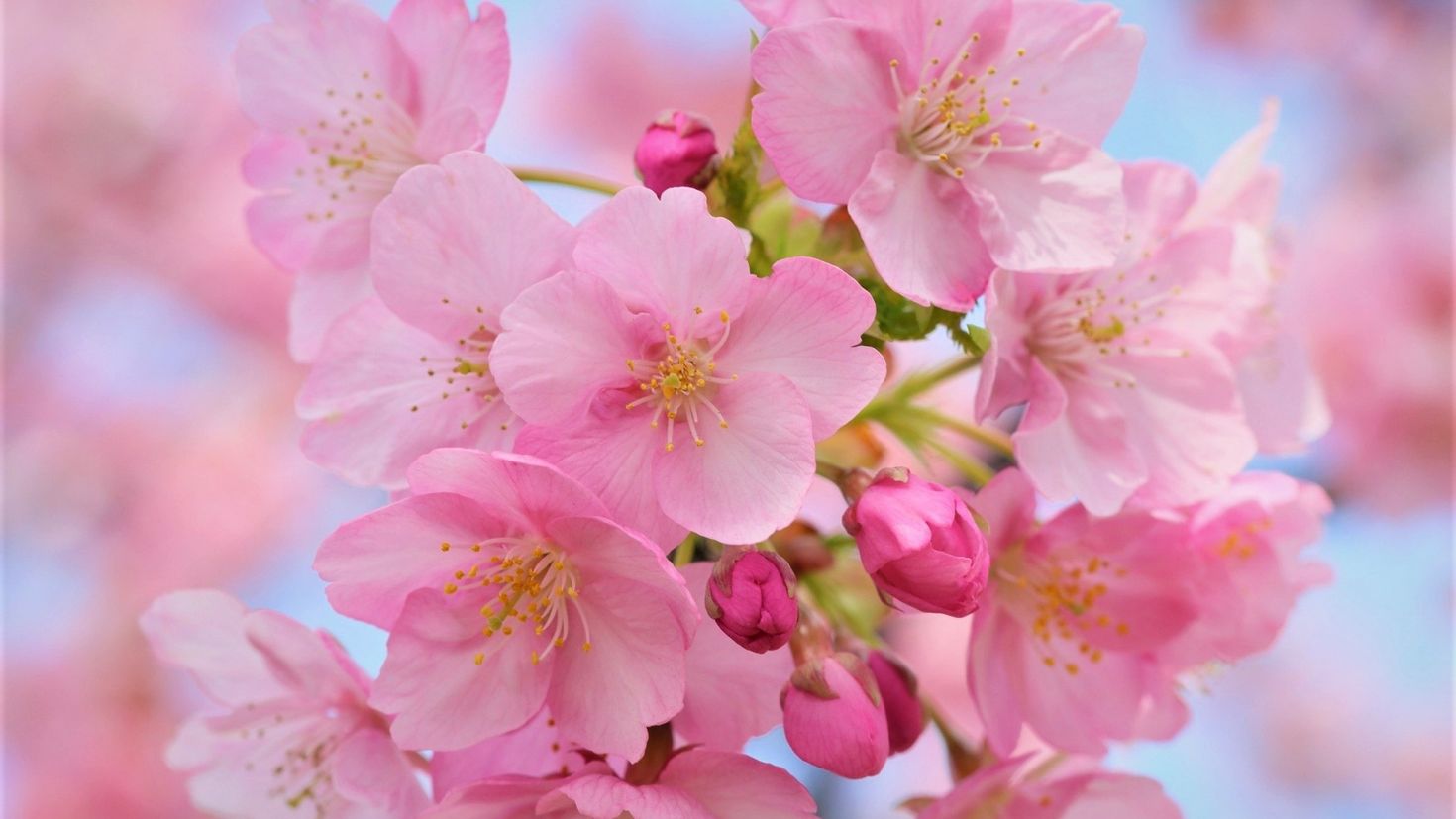 Flowers full. Черри блоссом. Черри блоссом цветок. Яблоня черри блоссом. Вишня черри блоссом.