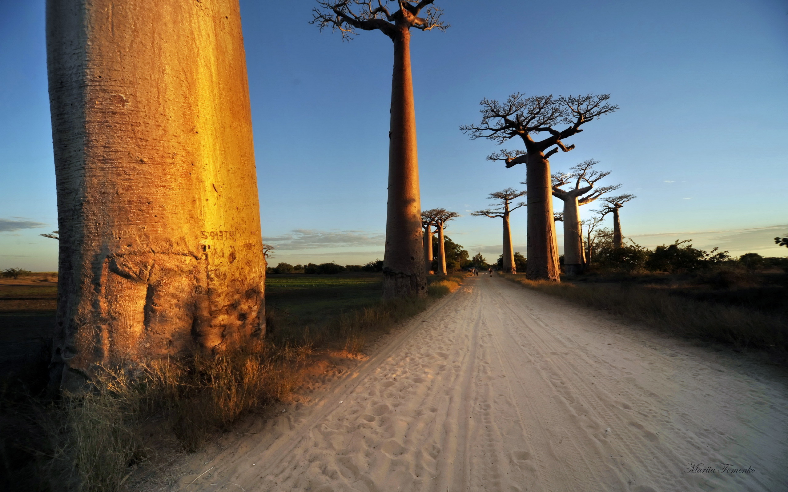 Free Baobab Tree HD Download HQ
