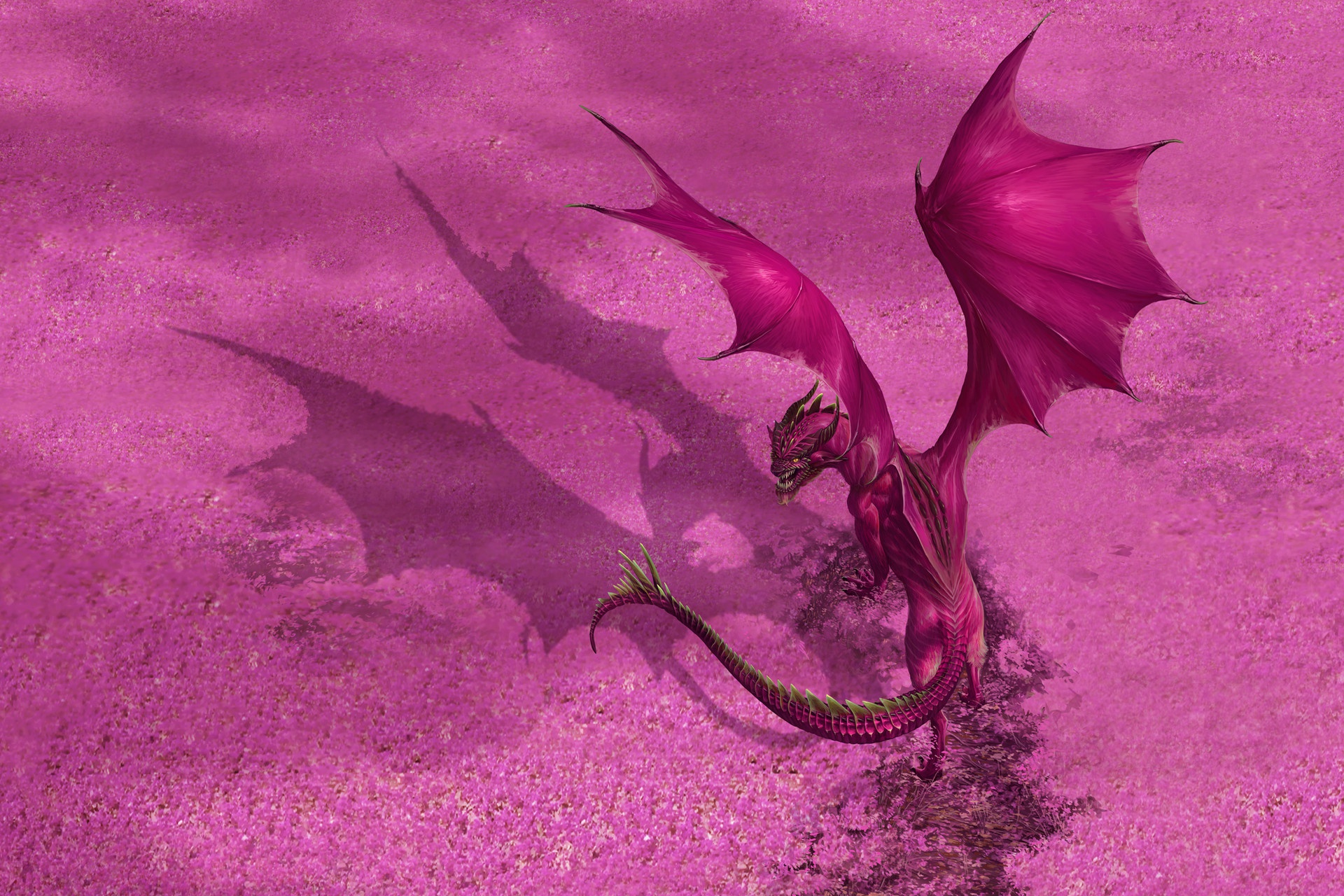 картинки розового дракона