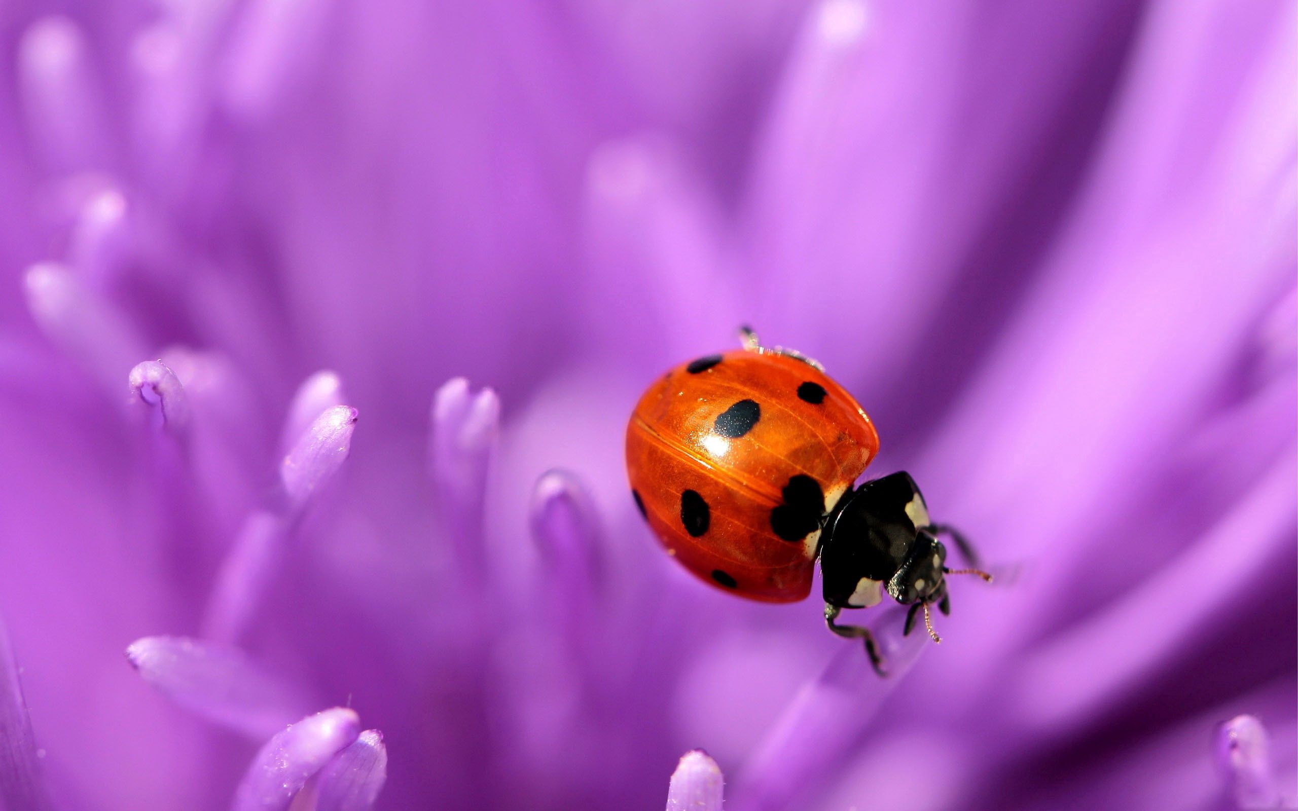 lilac, flower, macro, surface, ladybug, ladybird phone background